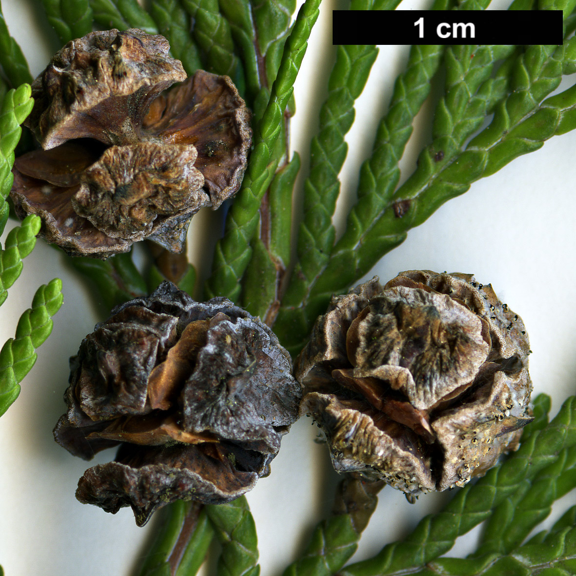 High resolution image: Family: Cupressaceae - Genus: Chamaecyparis - Taxon: lawsoniana