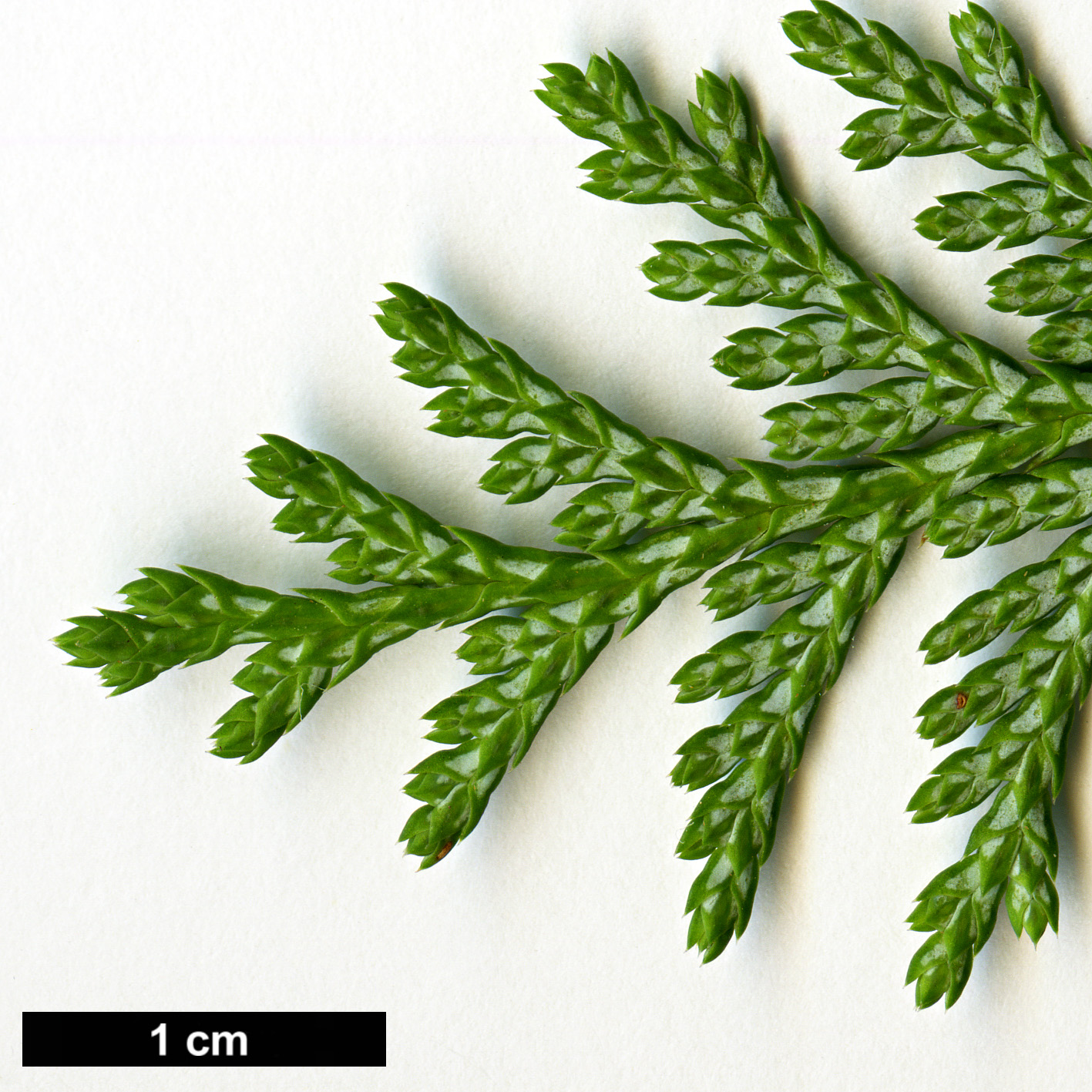 High resolution image: Family: Cupressaceae - Genus: Chamaecyparis - Taxon: pisifera
