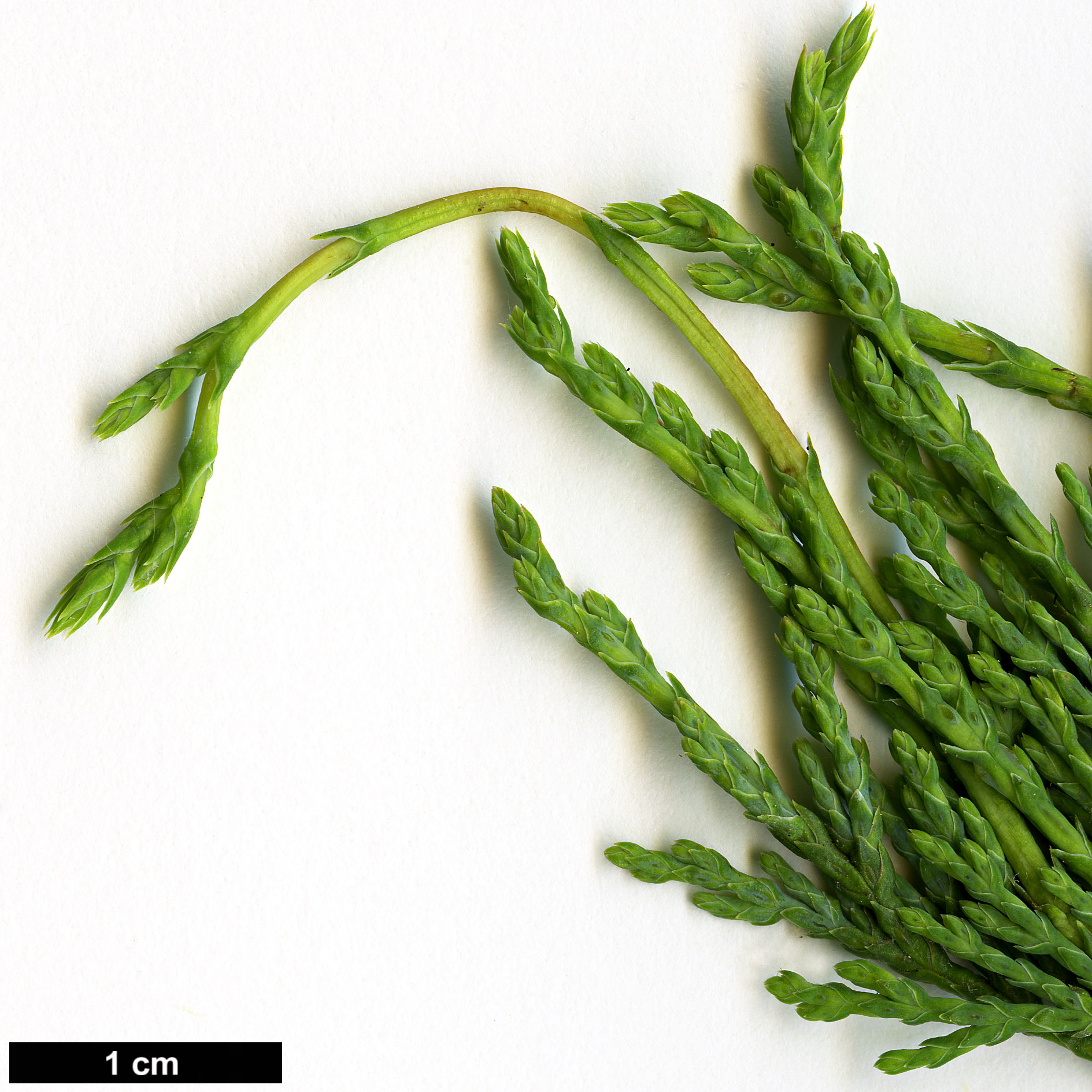 High resolution image: Family: Cupressaceae - Genus: Chamaecyparis - Taxon: thyoides