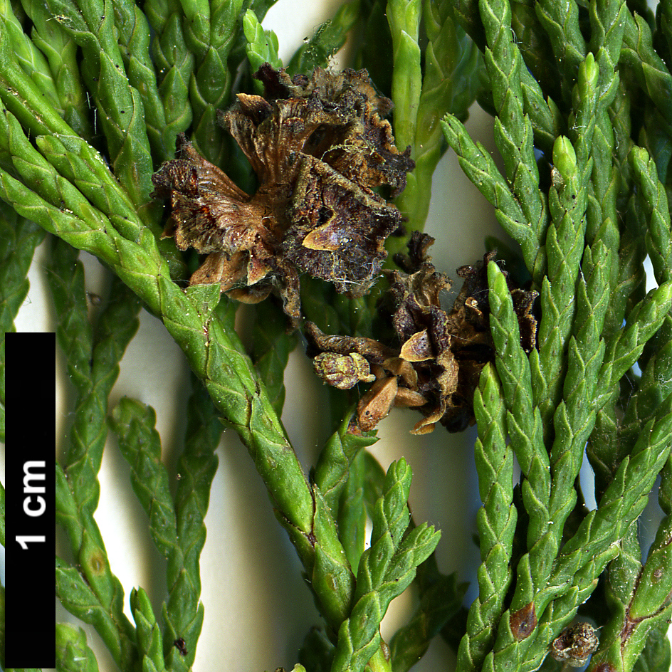 High resolution image: Family: Cupressaceae - Genus: Chamaecyparis - Taxon: thyoides
