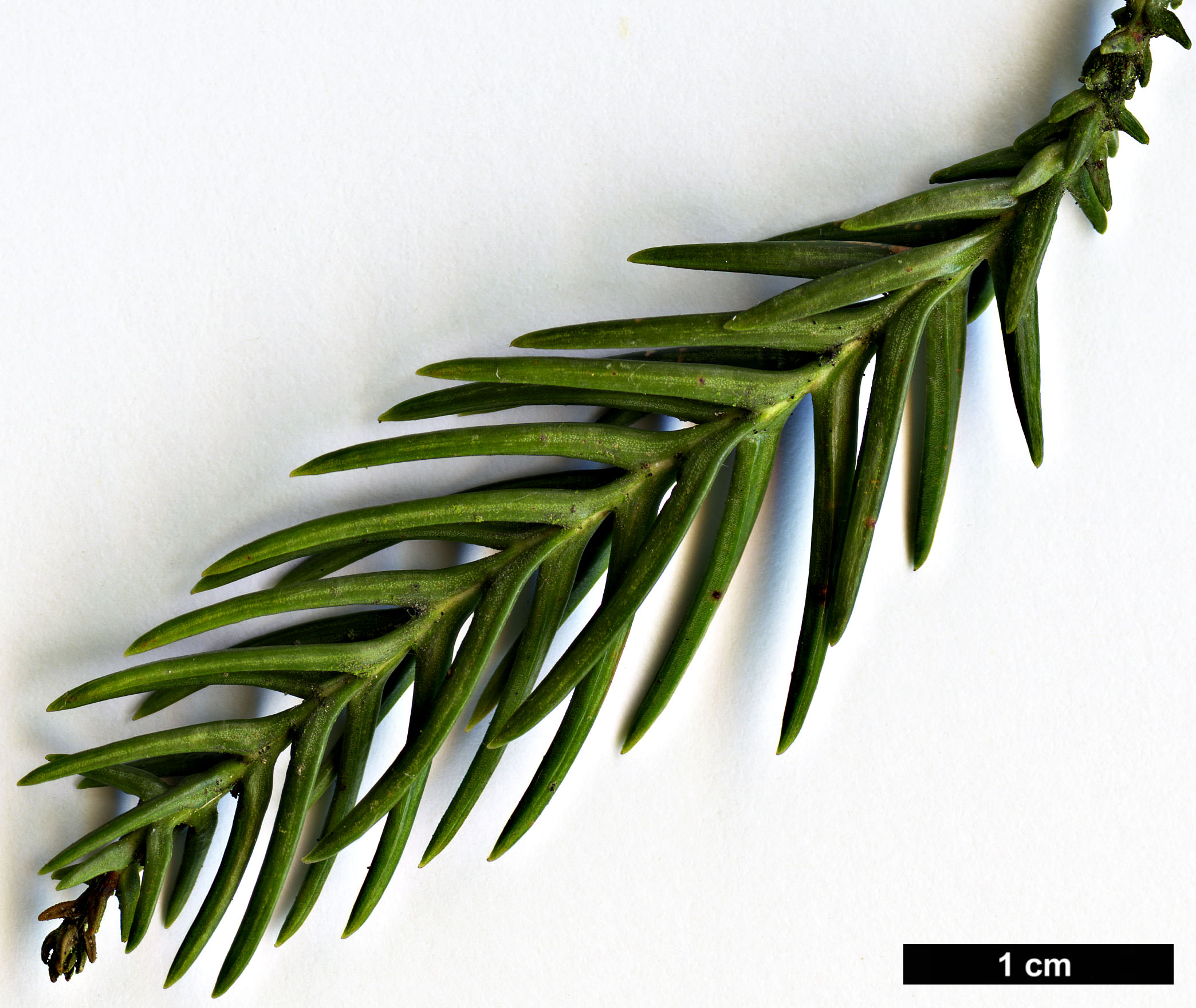 High resolution image: Family: Cupressaceae - Genus: Cryptomeria - Taxon: japonica