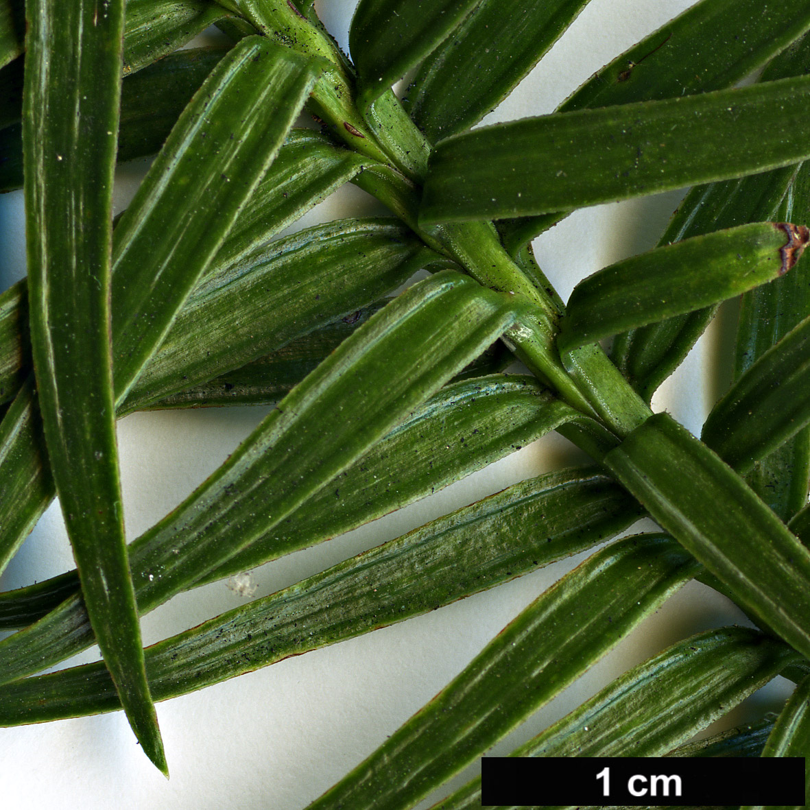 High resolution image: Family: Cupressaceae - Genus: Cunninghamia - Taxon: konishii