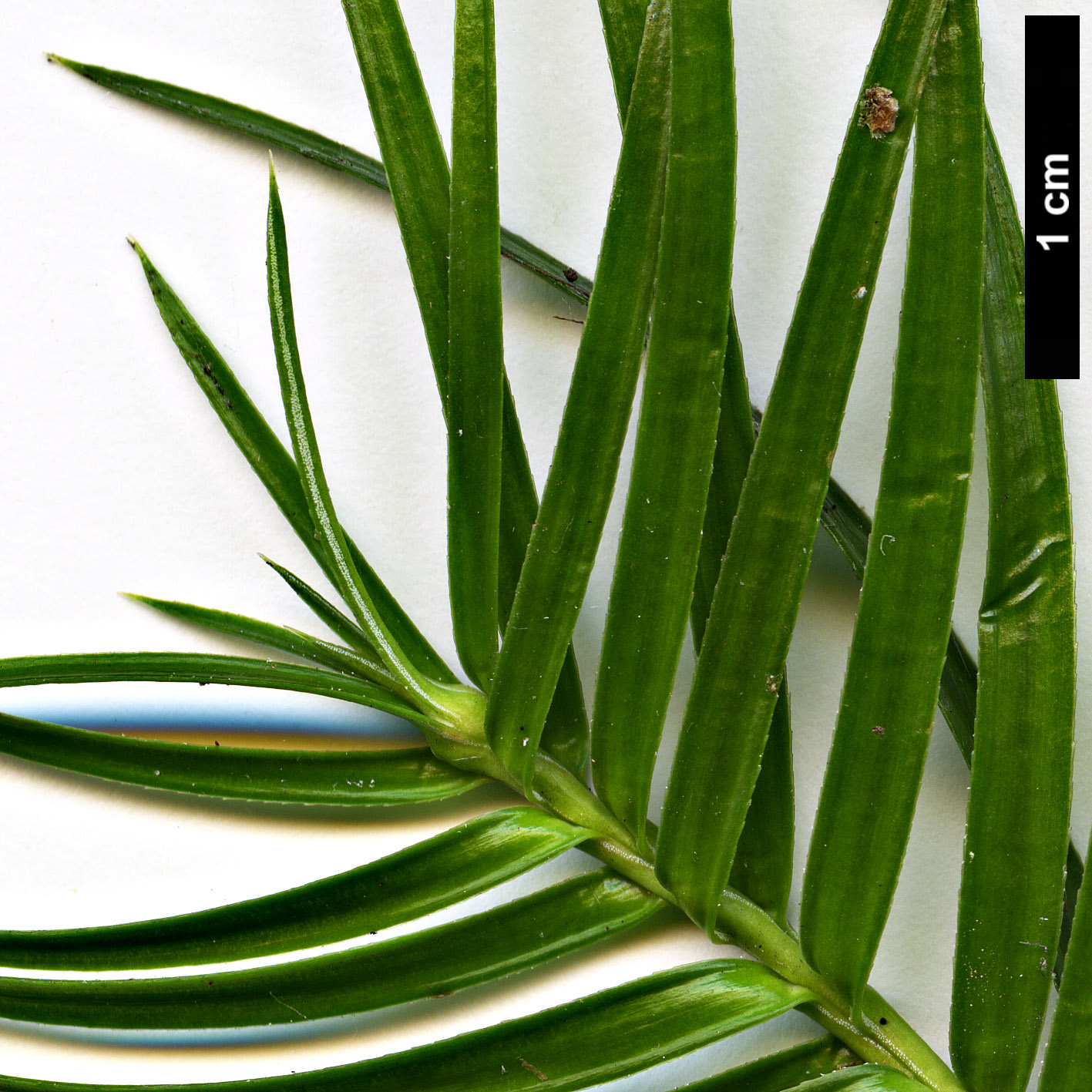 High resolution image: Family: Cupressaceae - Genus: Cunninghamia - Taxon: lanceolata