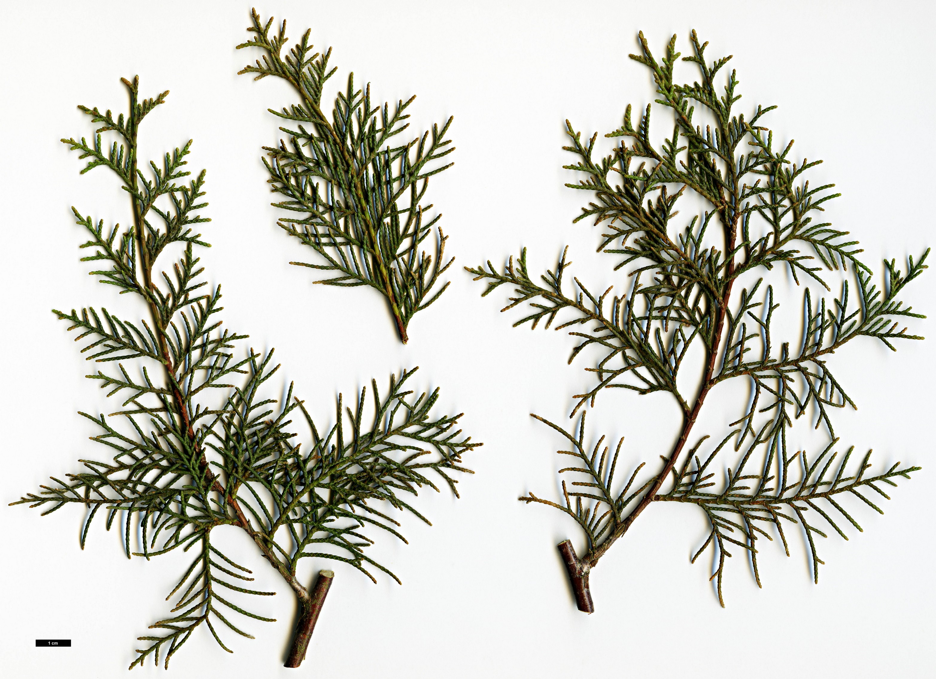 High resolution image: Family: Cupressaceae - Genus: Cupressus - Taxon: austrotibetica