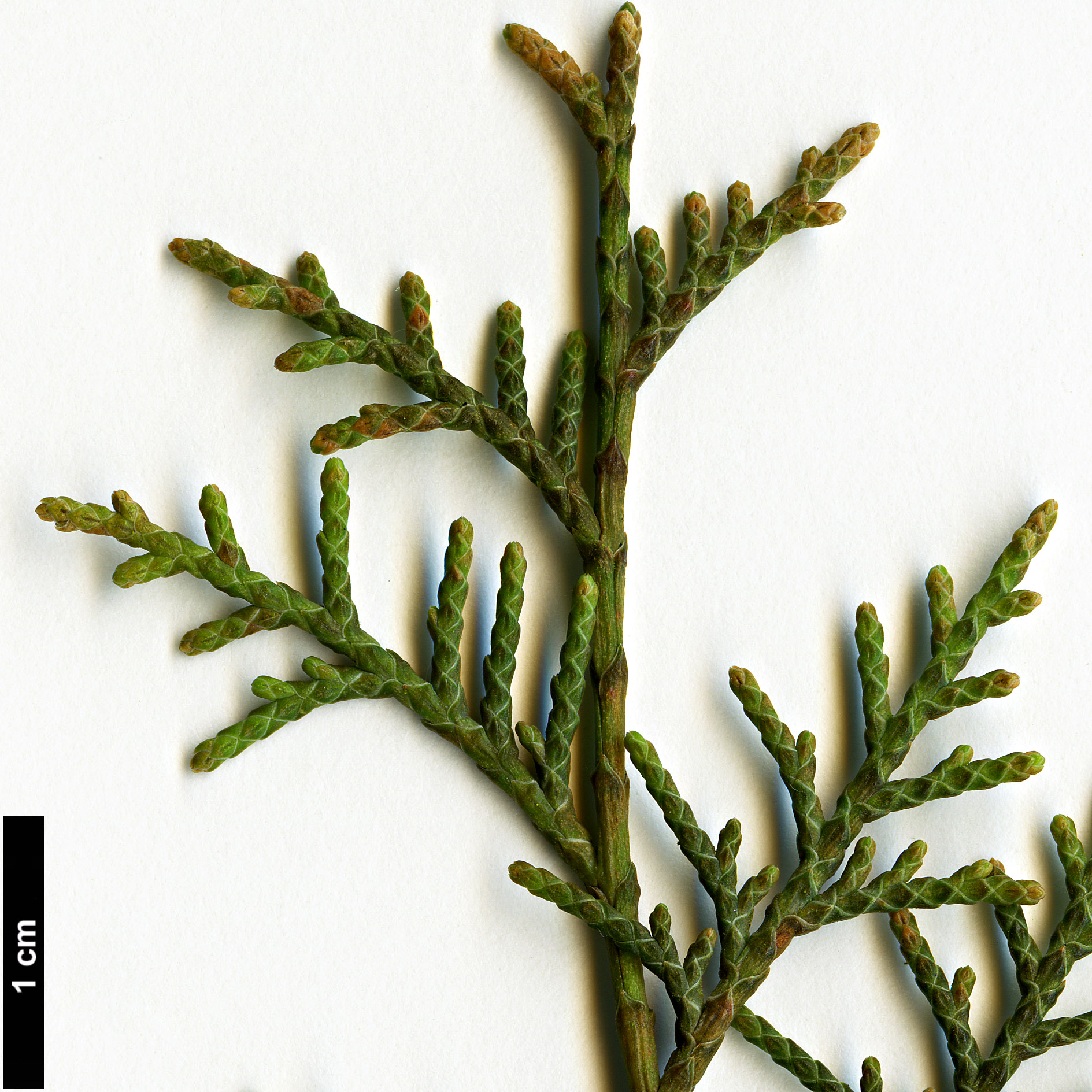 High resolution image: Family: Cupressaceae - Genus: Cupressus - Taxon: austrotibetica