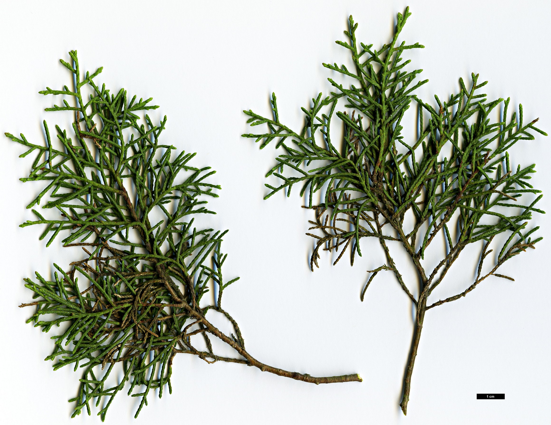 High resolution image: Family: Cupressaceae - Genus: Cupressus - Taxon: bakeri