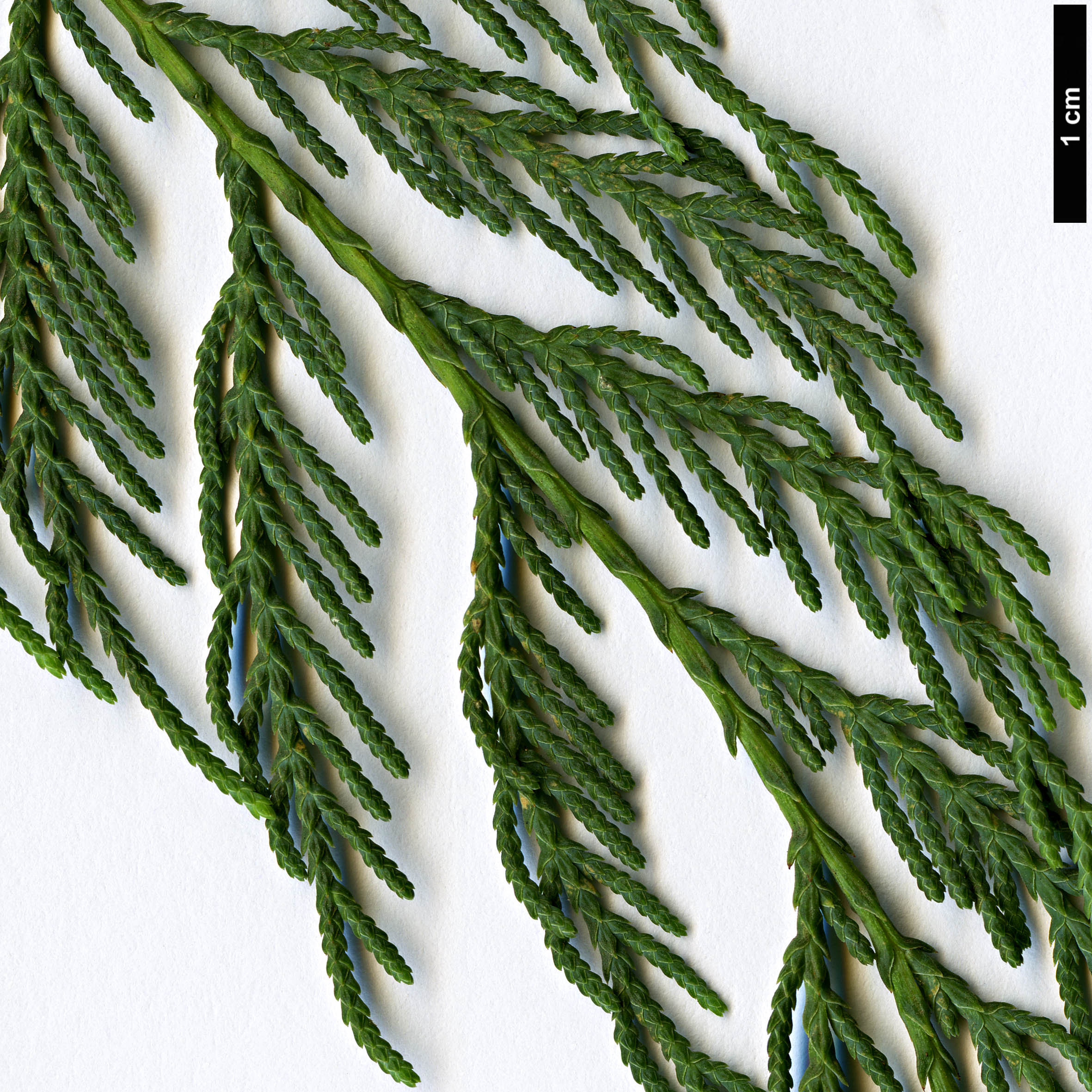 High resolution image: Family: Cupressaceae - Genus: Cupressus - Taxon: cashmeriana