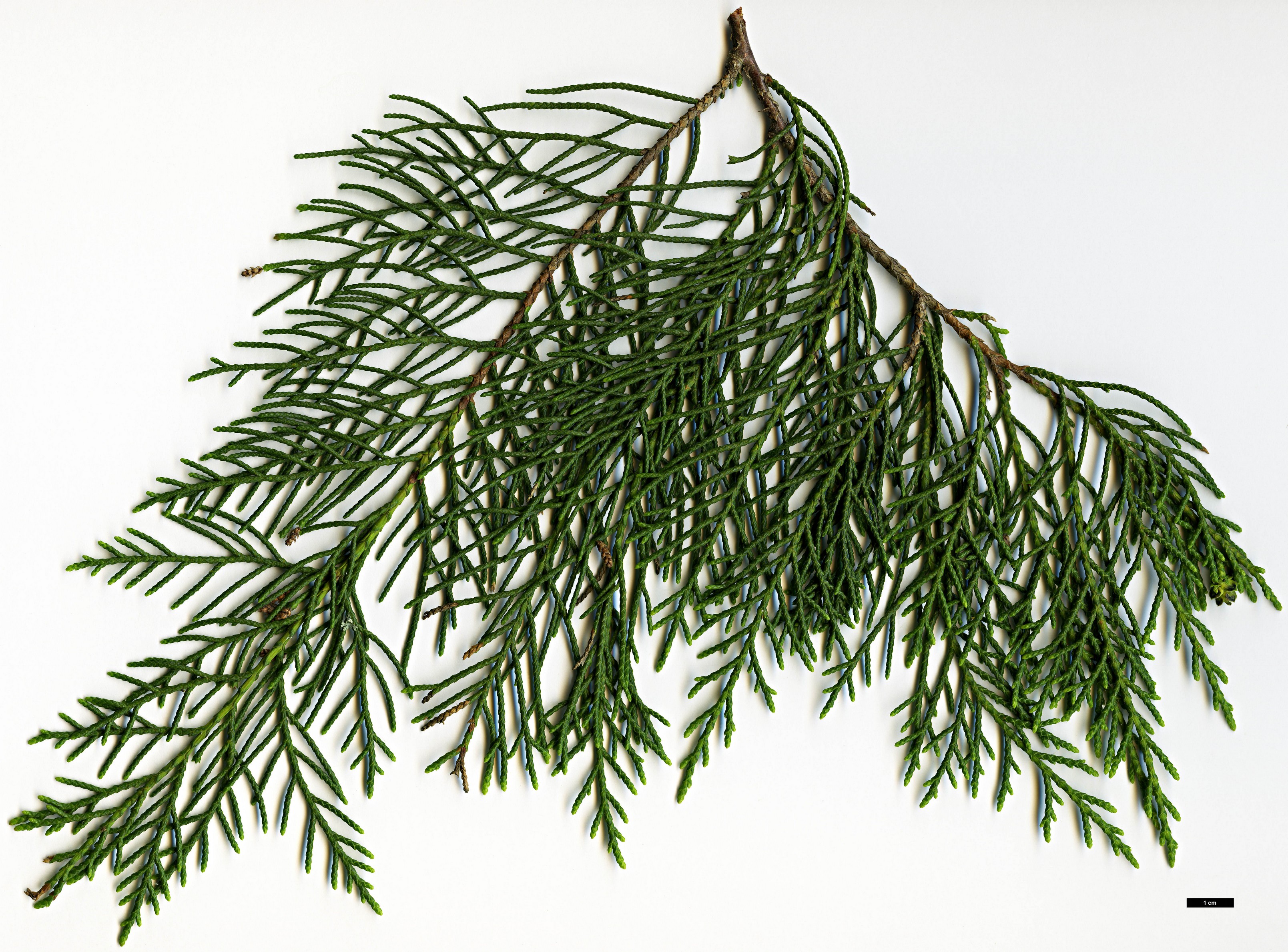 High resolution image: Family: Cupressaceae - Genus: Cupressus - Taxon: darjeelingensis