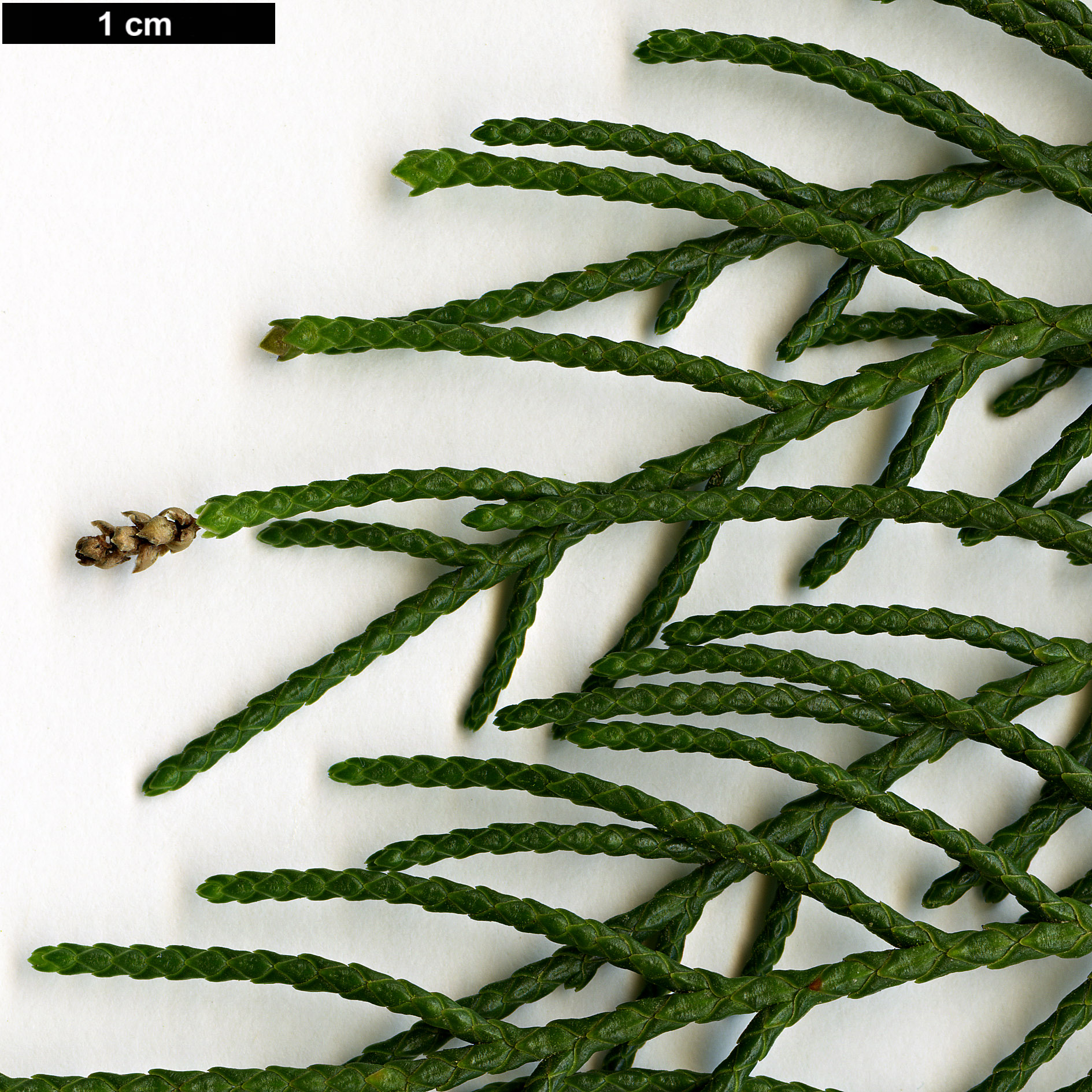 High resolution image: Family: Cupressaceae - Genus: Cupressus - Taxon: darjeelingensis