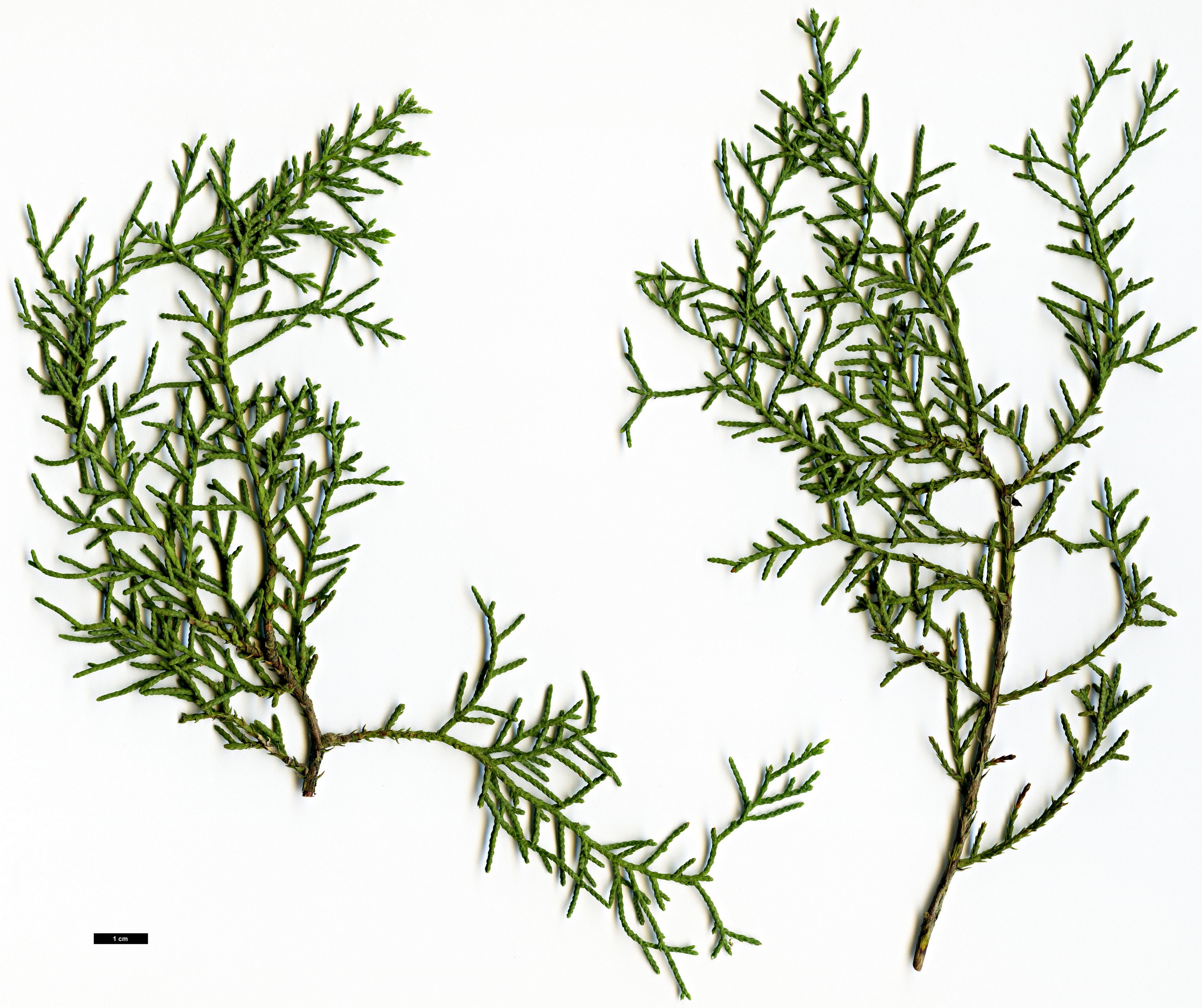 High resolution image: Family: Cupressaceae - Genus: Cupressus - Taxon: forbesii
