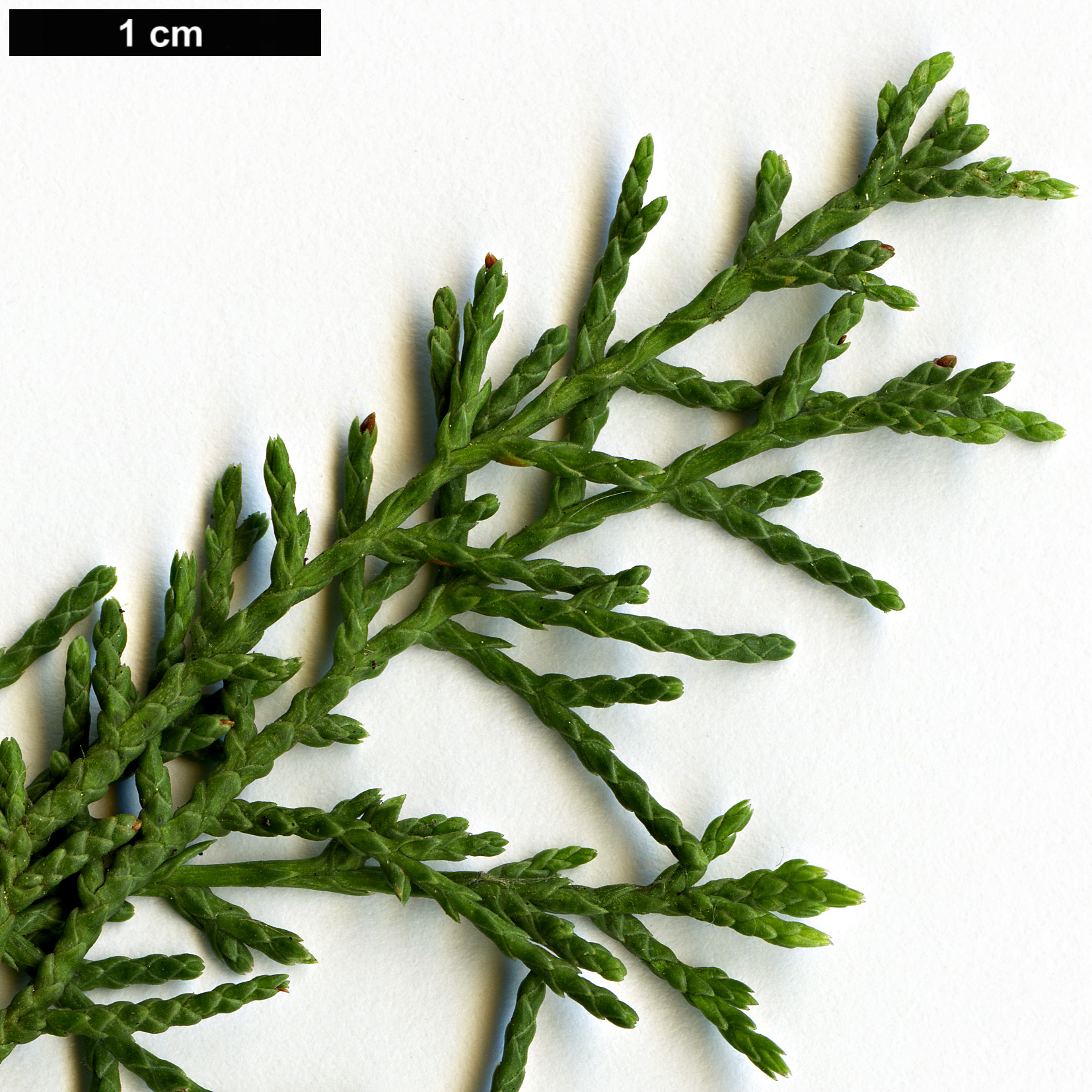 High resolution image: Family: Cupressaceae - Genus: Cupressus - Taxon: forbesii