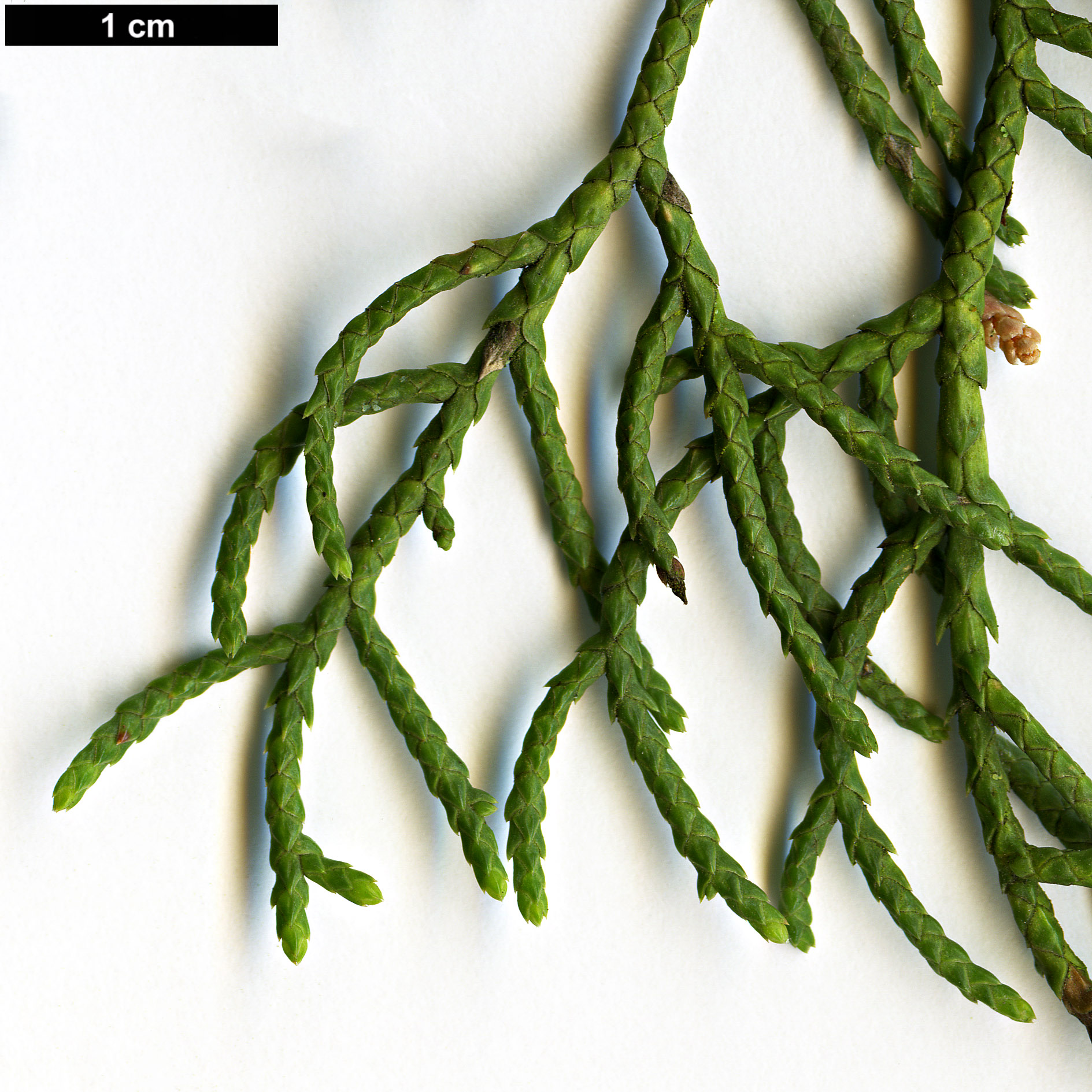 High resolution image: Family: Cupressaceae - Genus: Cupressus - Taxon: gigantea
