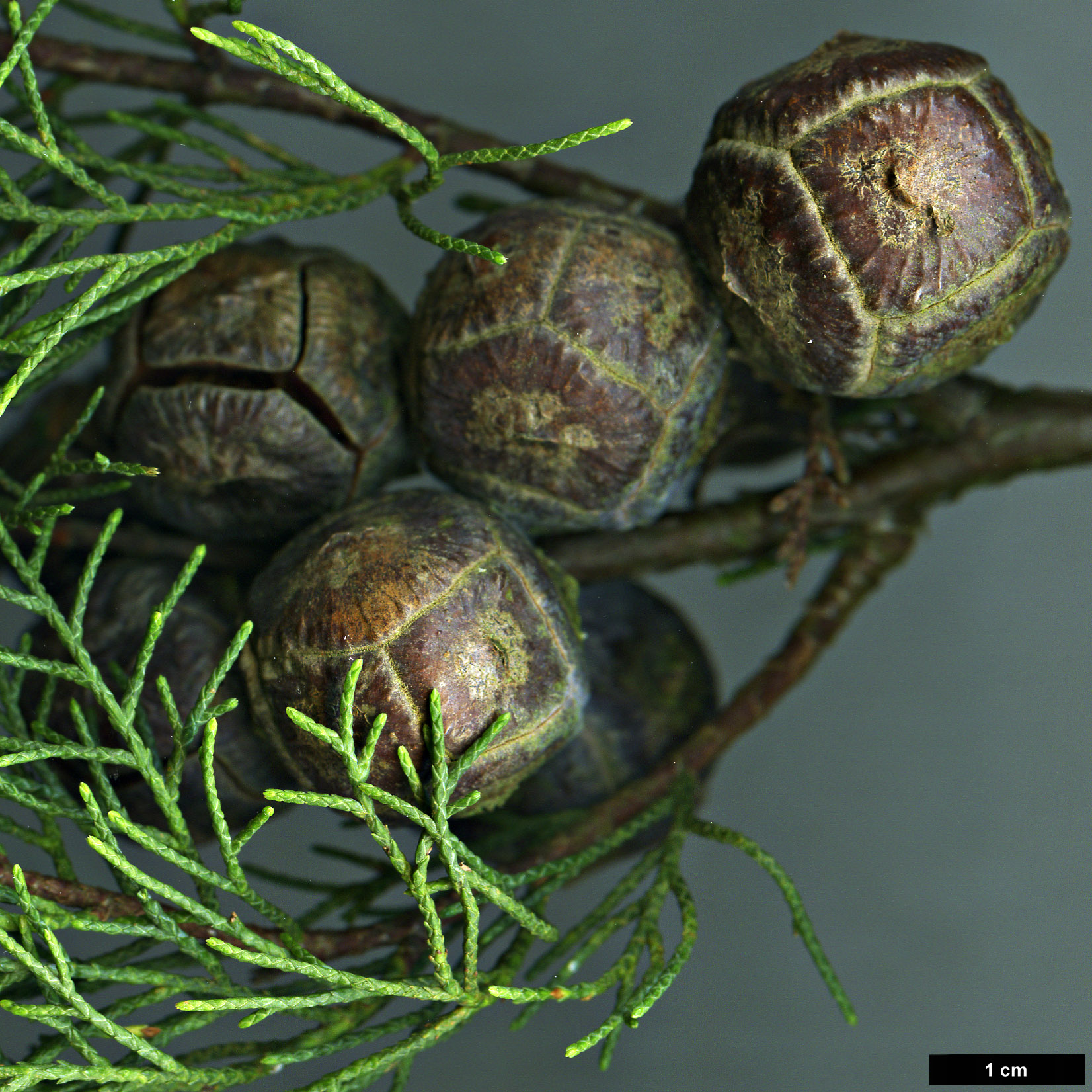 High resolution image: Family: Cupressaceae - Genus: Cupressus - Taxon: guadalupensis