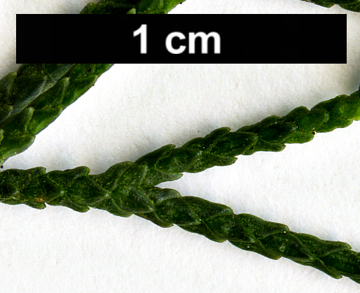 High resolution image: Family: Cupressaceae - Genus: Cupressus - Taxon: sempervirens