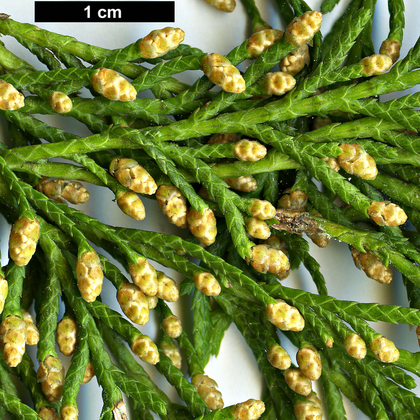 High resolution image: Family: Cupressaceae - Genus: Cupressus - Taxon: torulosa