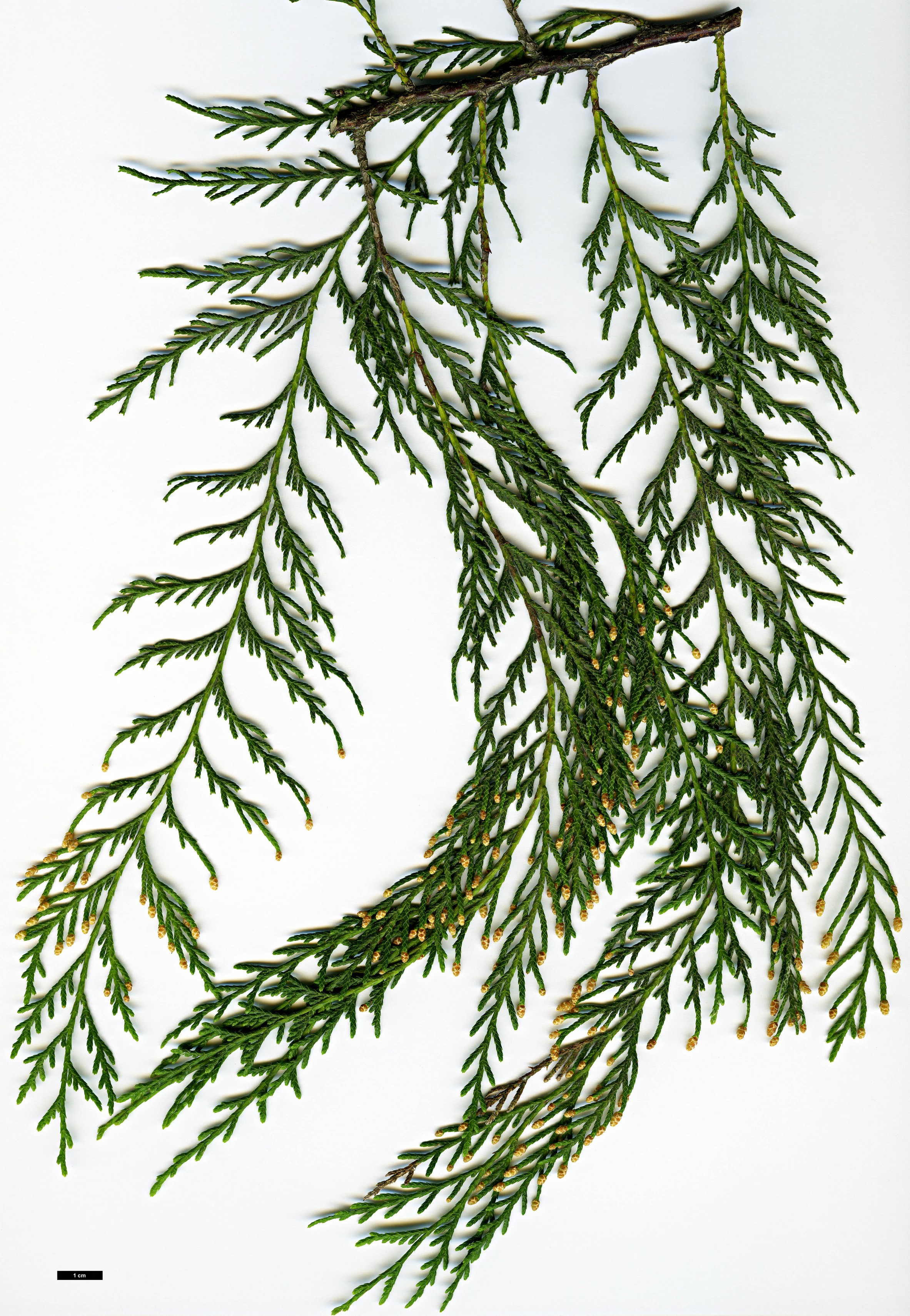 High resolution image: Family: Cupressaceae - Genus: Cupressus - Taxon: torulosa