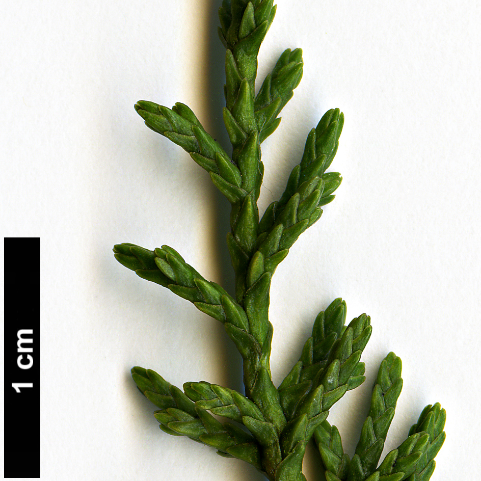 High resolution image: Family: Cupressaceae - Genus: Diselma - Taxon: archeri