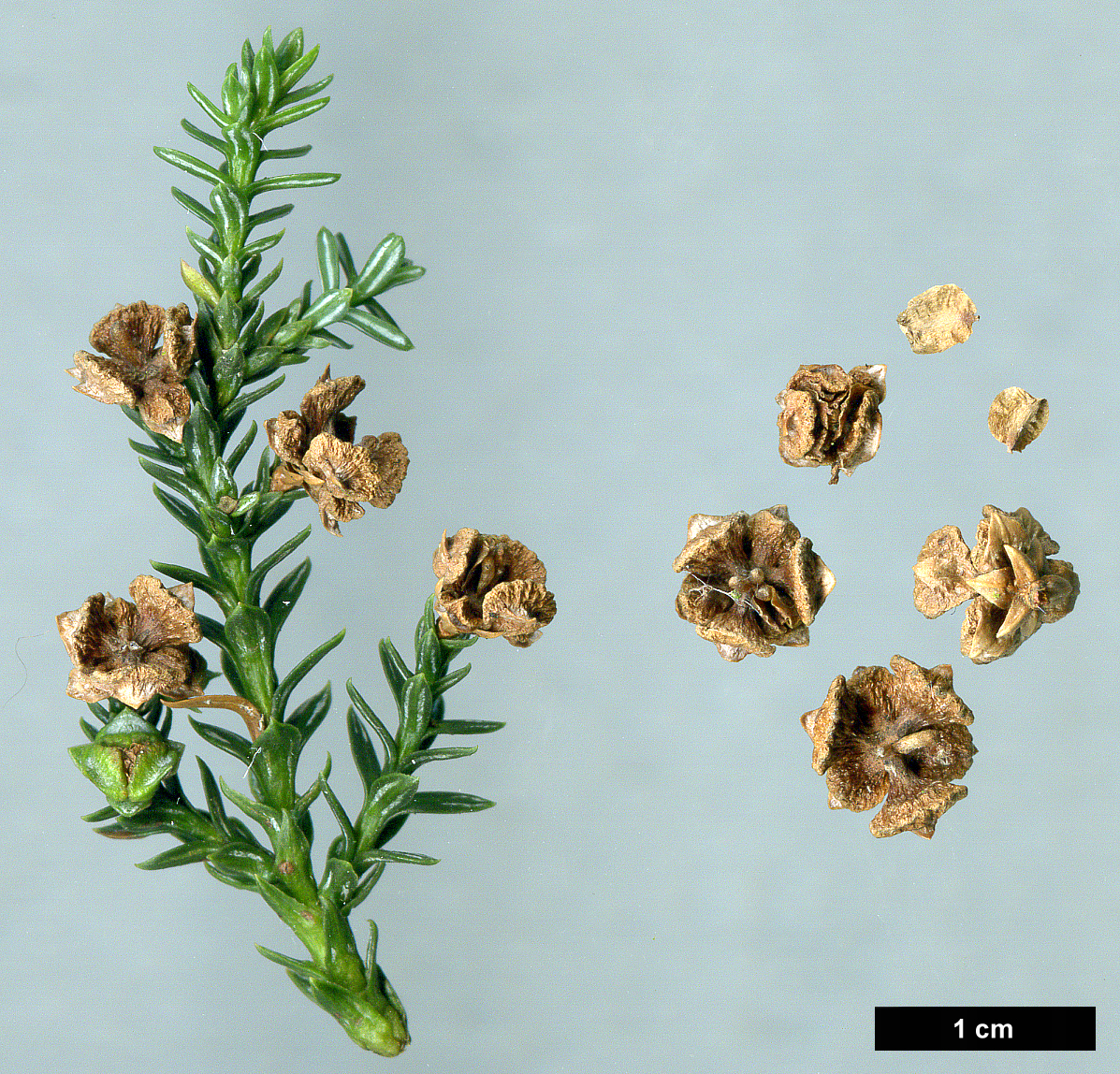 High resolution image: Family: Cupressaceae - Genus: Fitzroya - Taxon: cupressoides
