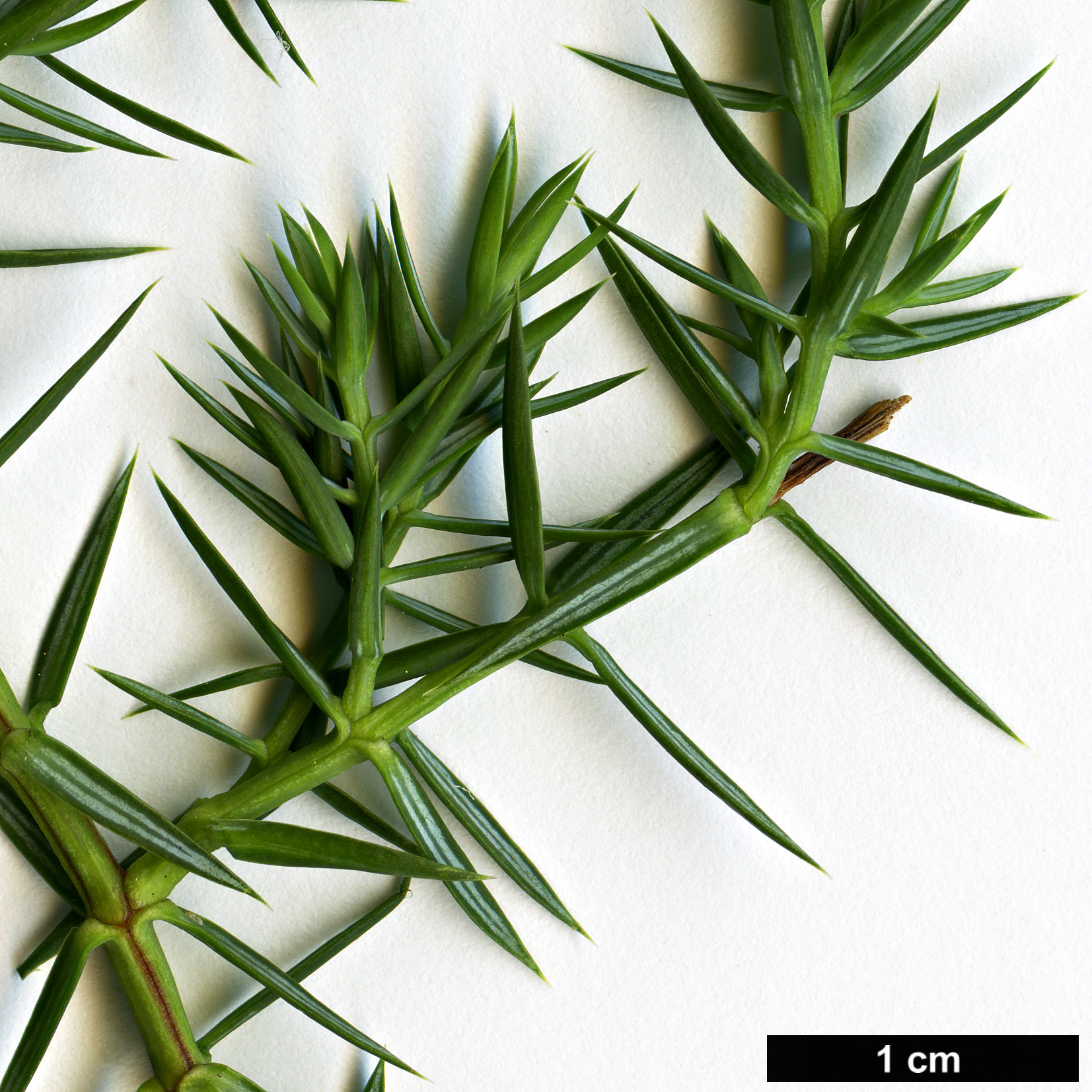 High resolution image: Family: Cupressaceae - Genus: Juniperus - Taxon: barbadensis