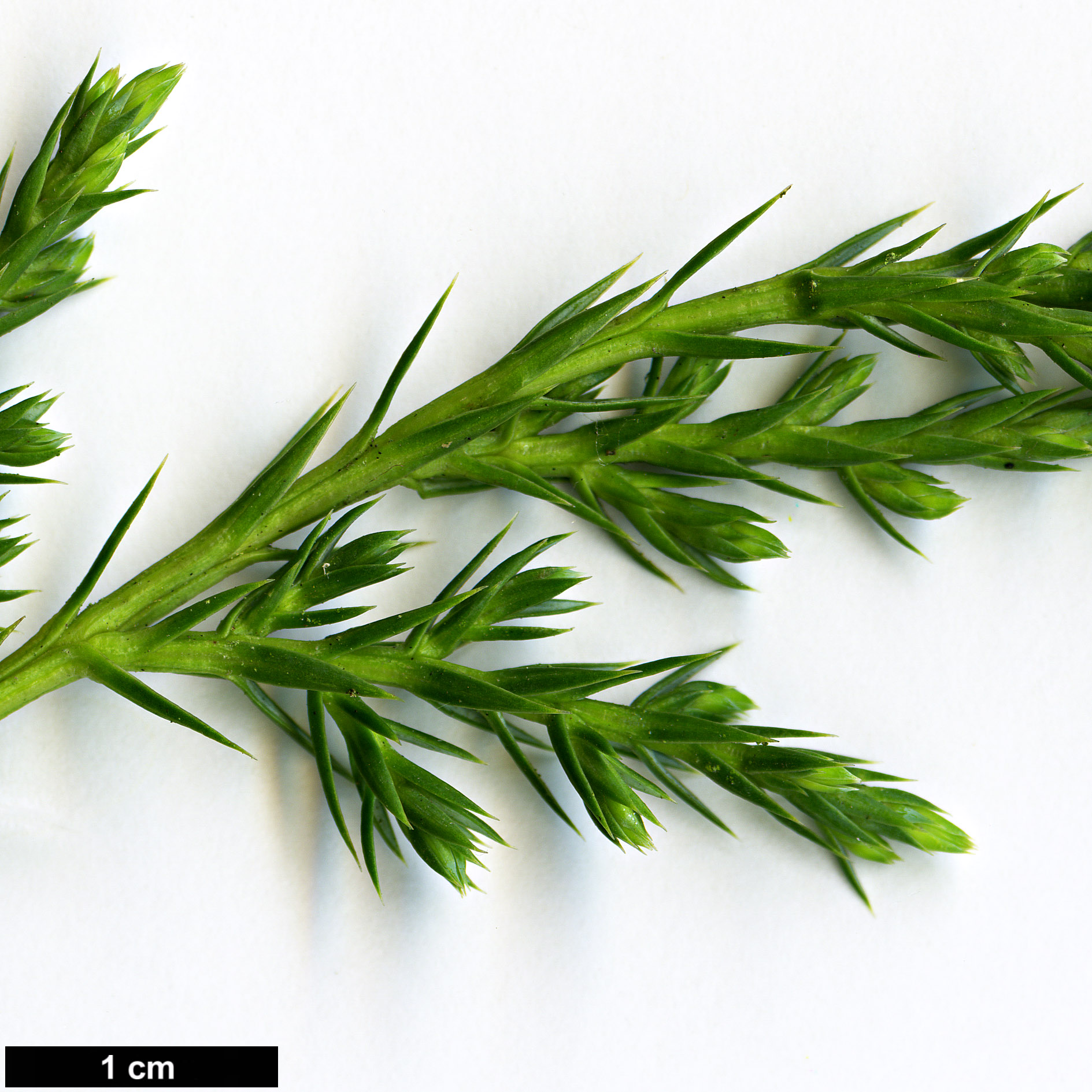 High resolution image: Family: Cupressaceae - Genus: Juniperus - Taxon: bermudiana