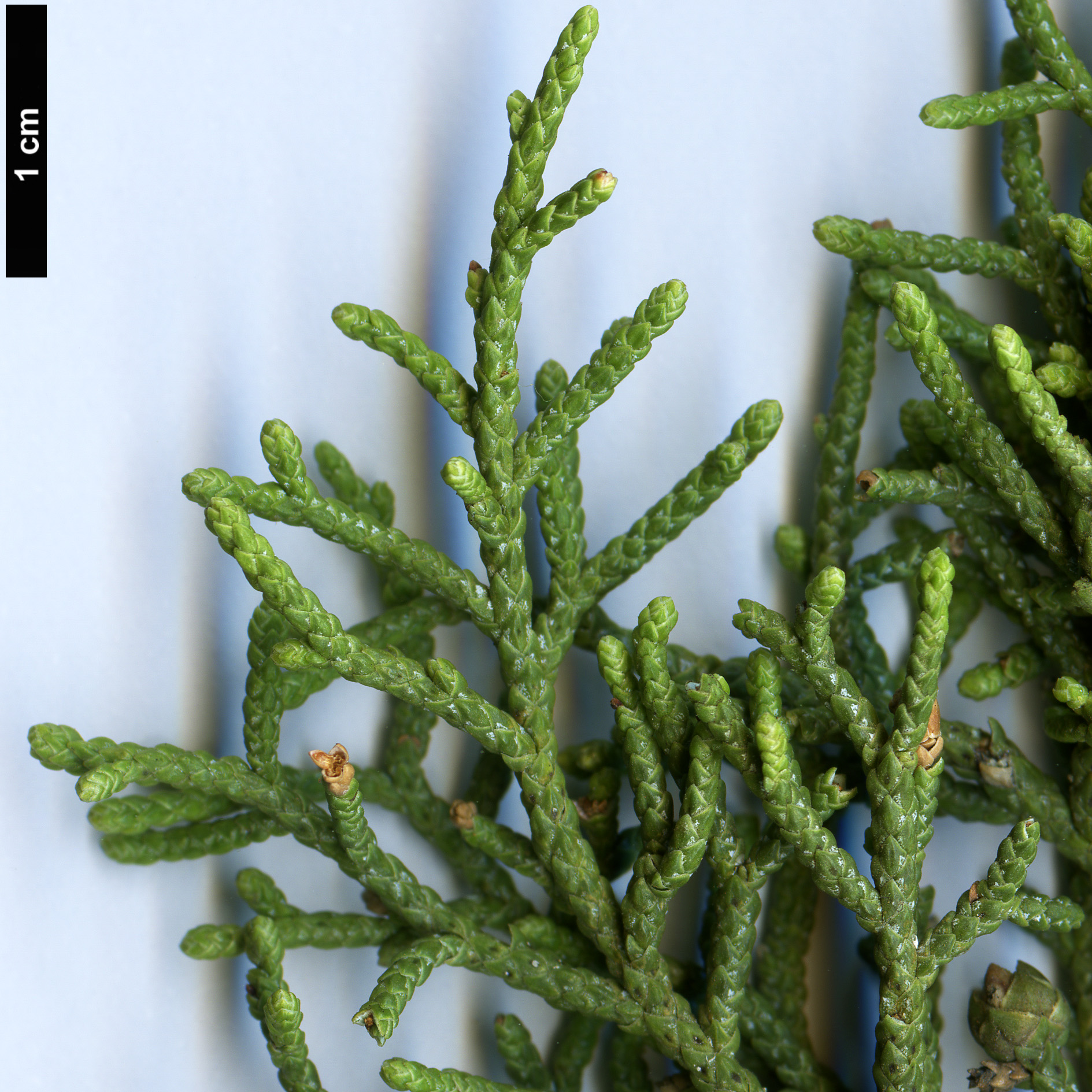 High resolution image: Family: Cupressaceae - Genus: Juniperus - Taxon: californica