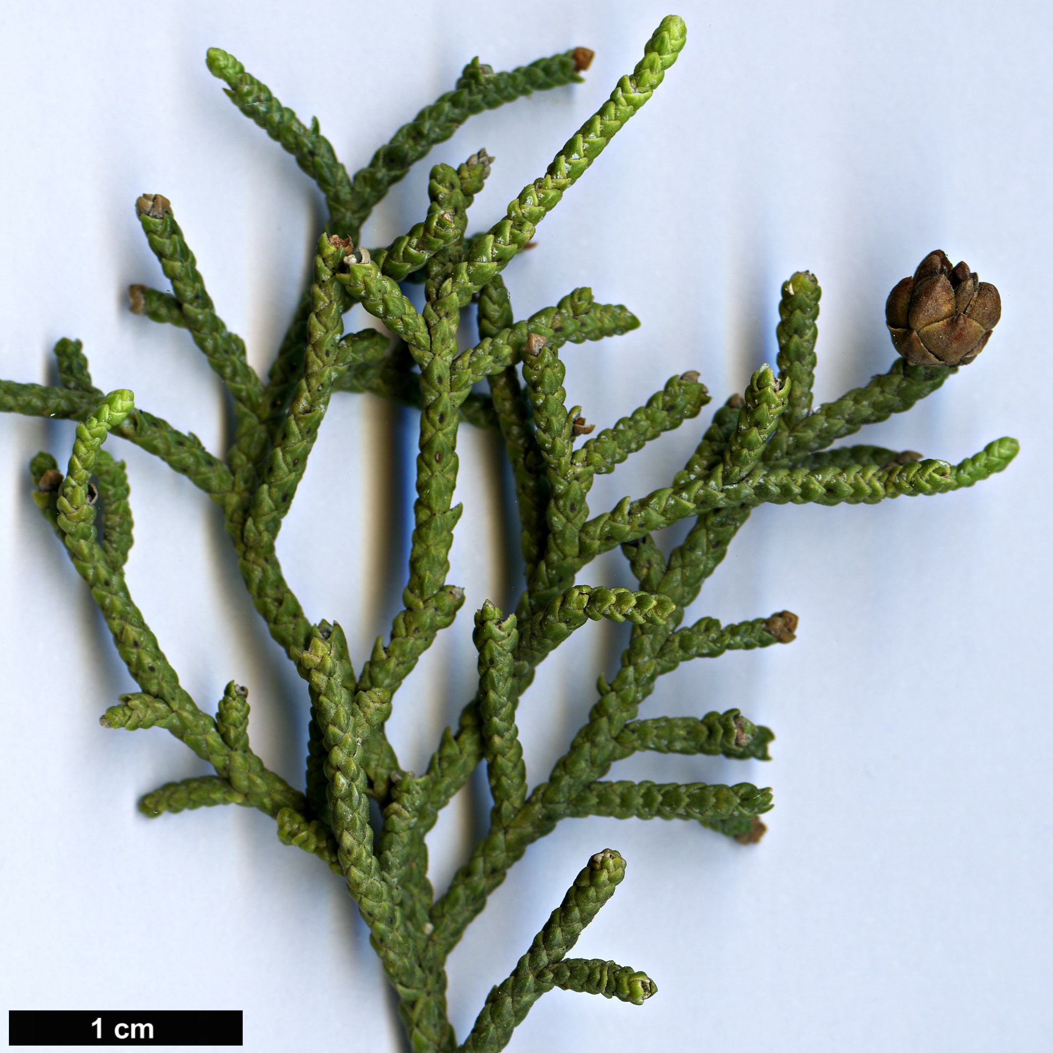 High resolution image: Family: Cupressaceae - Genus: Juniperus - Taxon: californica