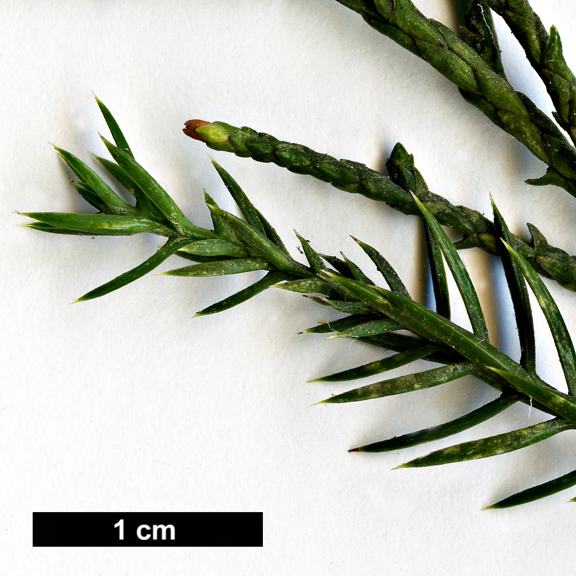 High resolution image: Family: Cupressaceae - Genus: Juniperus - Taxon: chinensis