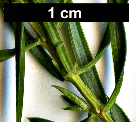 High resolution image: Family: Cupressaceae - Genus: Juniperus - Taxon: communis