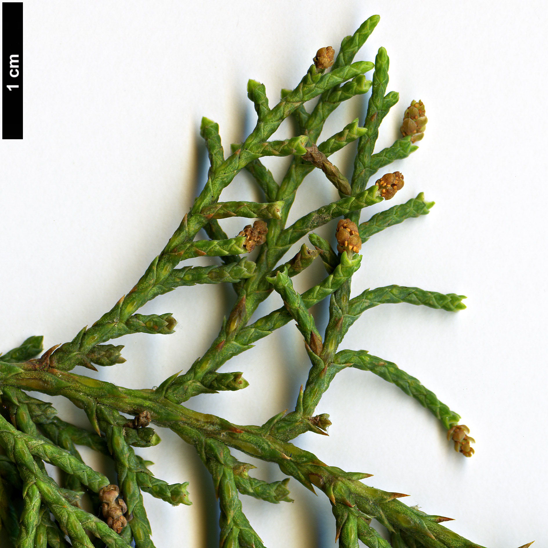 High resolution image: Family: Cupressaceae - Genus: Juniperus - Taxon: deppeana