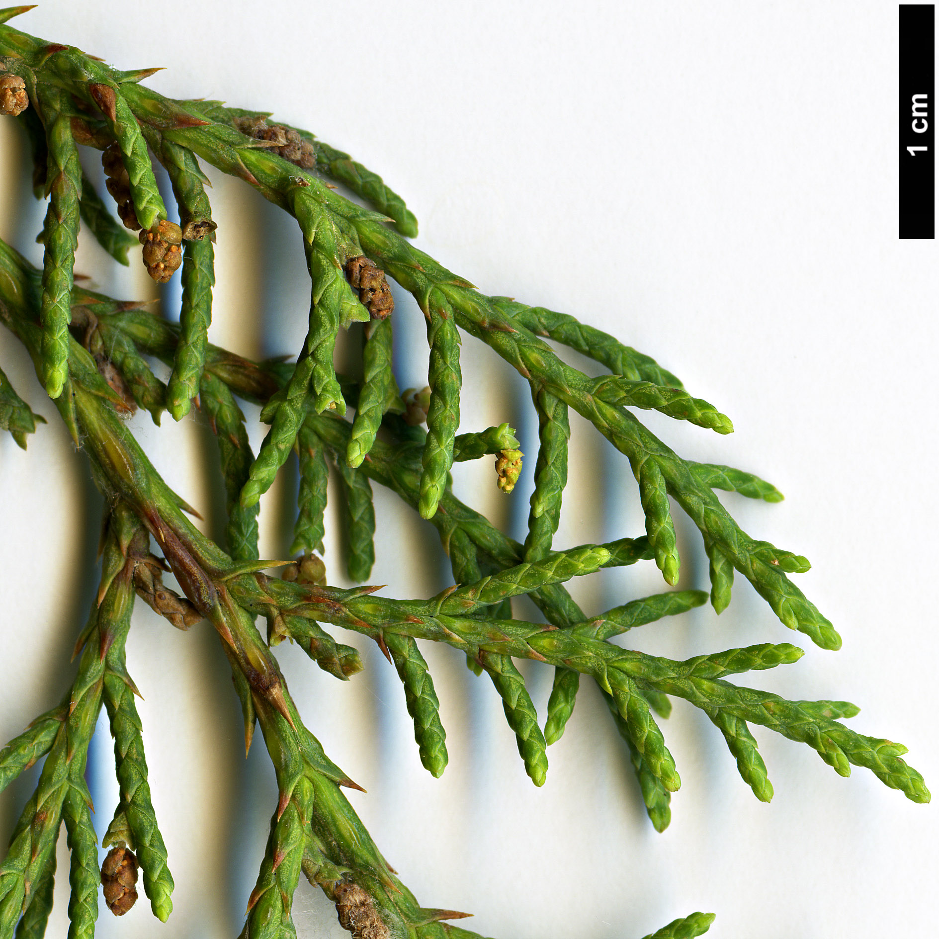 High resolution image: Family: Cupressaceae - Genus: Juniperus - Taxon: deppeana