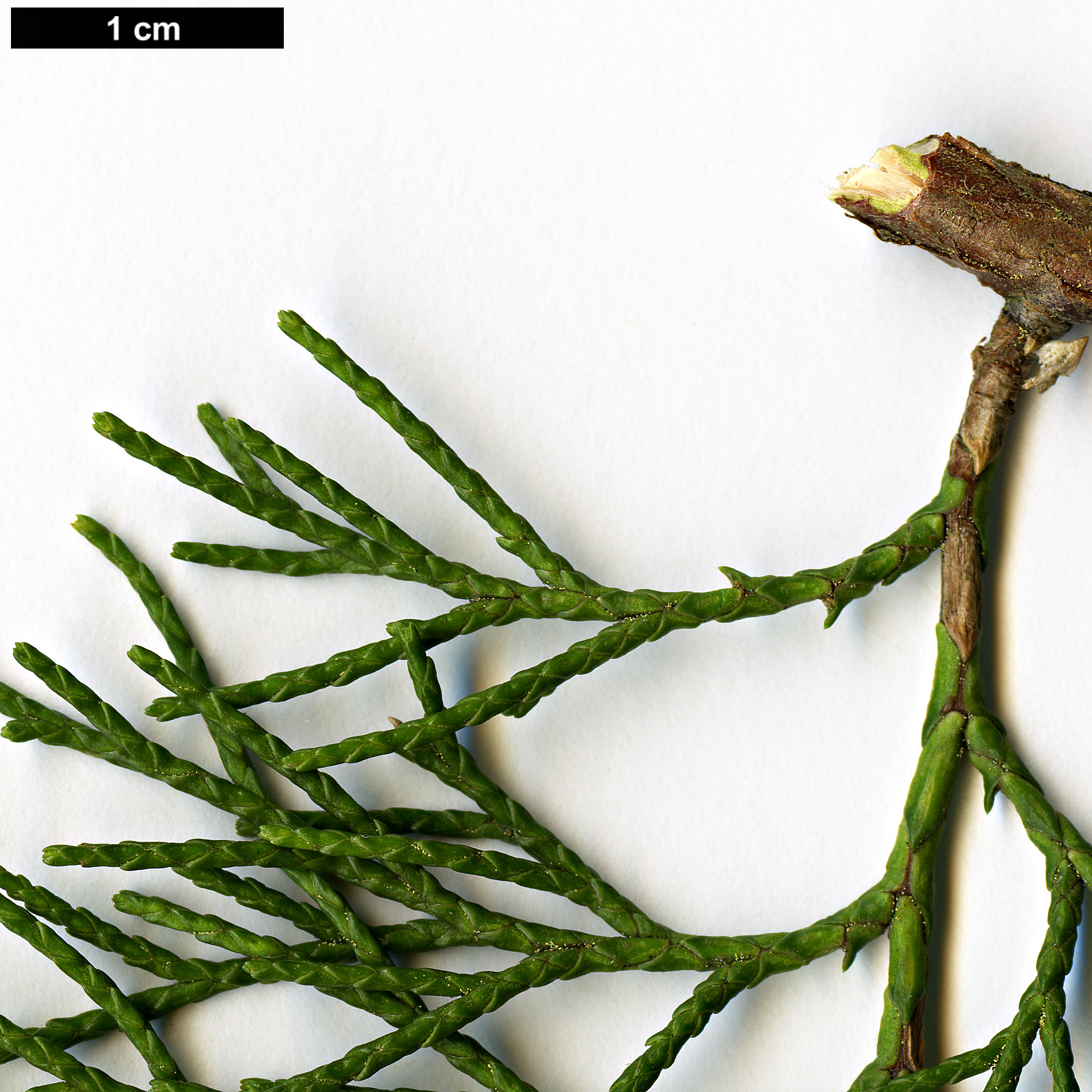 High resolution image: Family: Cupressaceae - Genus: Juniperus - Taxon: flaccida