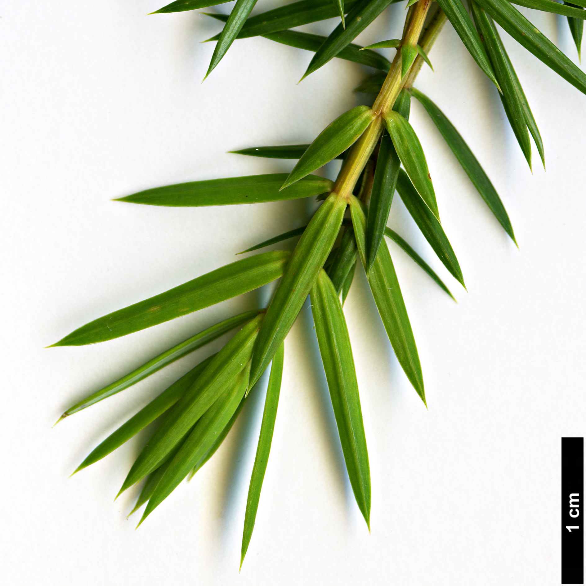 High resolution image: Family: Cupressaceae - Genus: Juniperus - Taxon: formosana