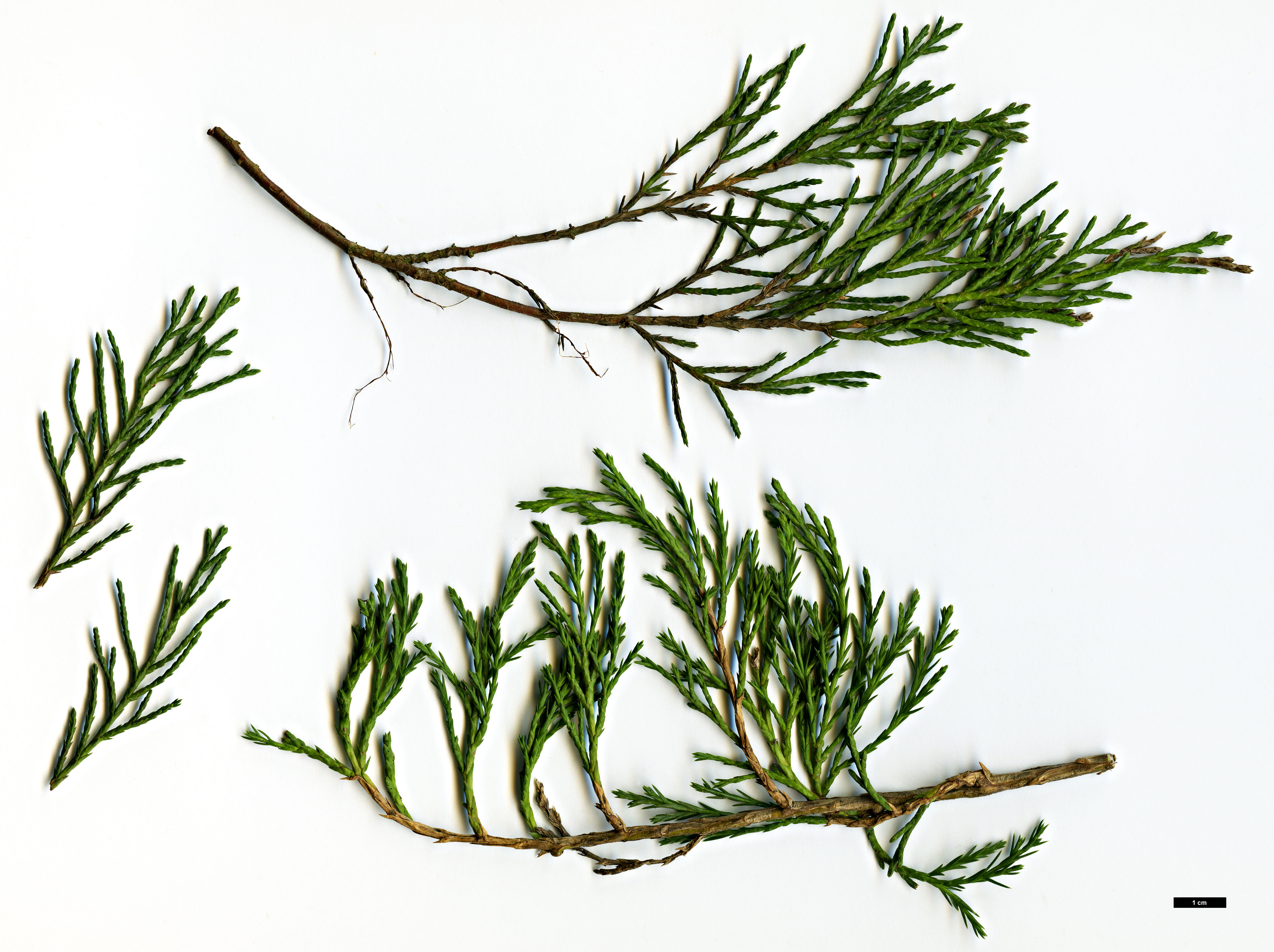 High resolution image: Family: Cupressaceae - Genus: Juniperus - Taxon: horizontalis - SpeciesSub: 'Douglasii'