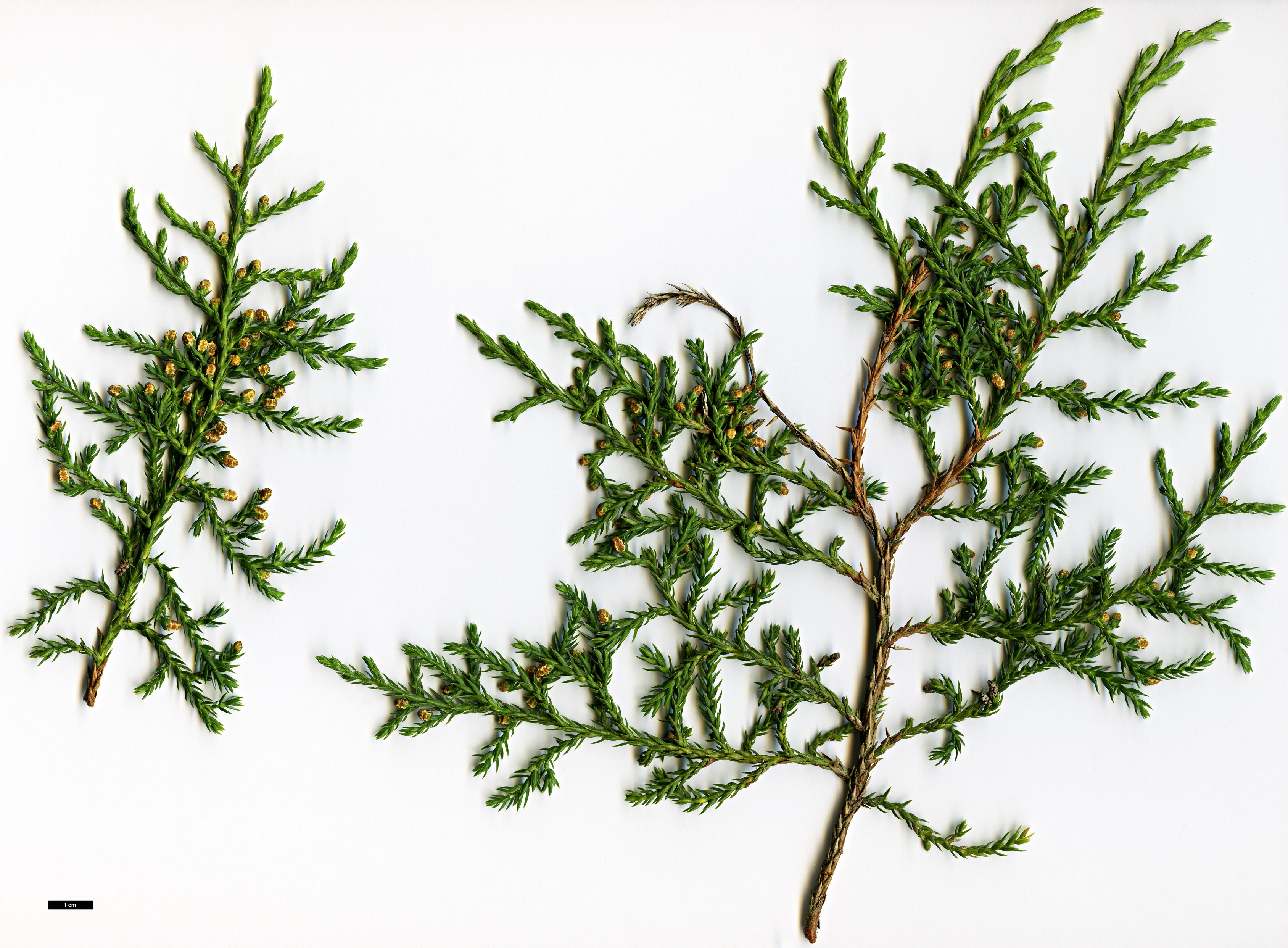 High resolution image: Family: Cupressaceae - Genus: Juniperus - Taxon: indica