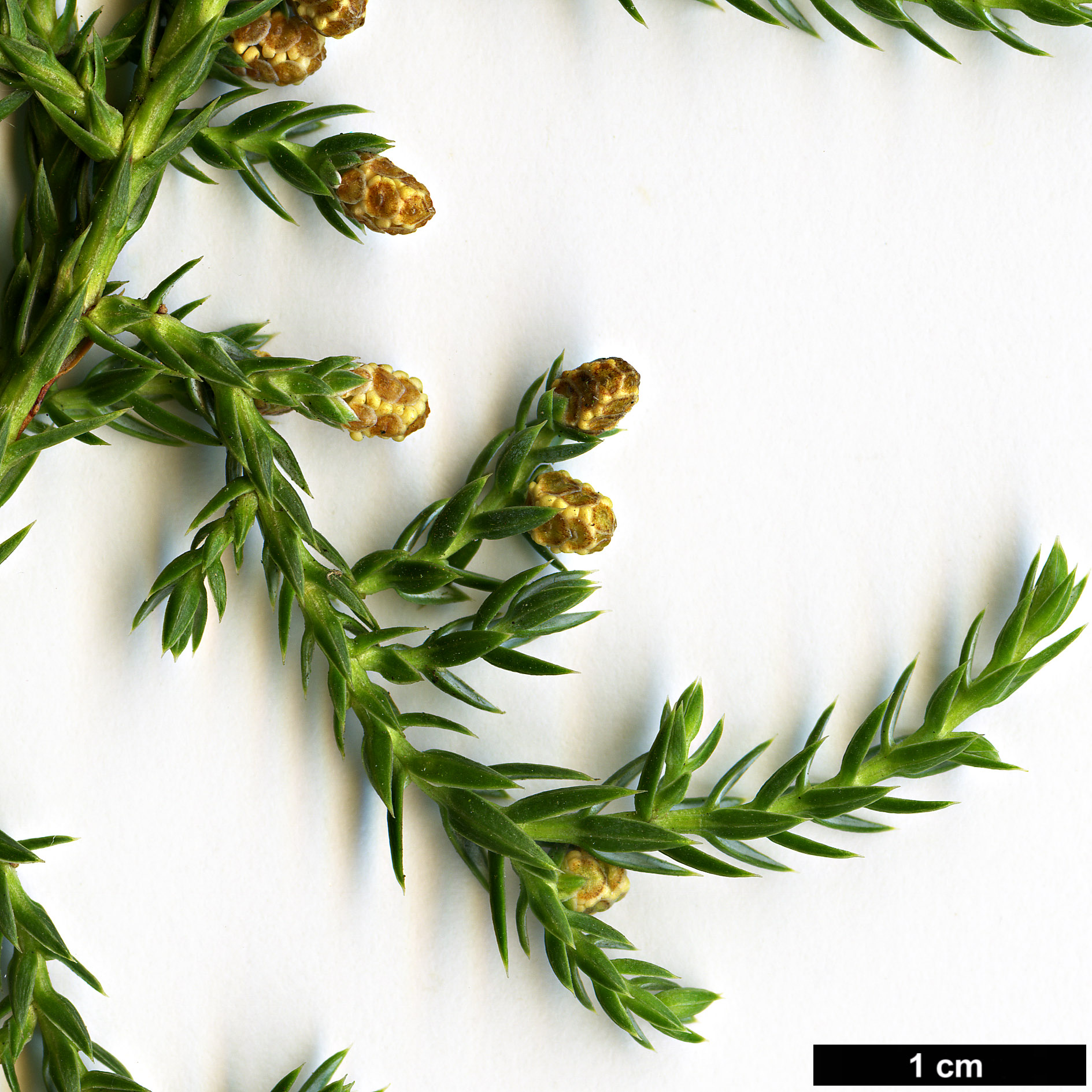 High resolution image: Family: Cupressaceae - Genus: Juniperus - Taxon: indica