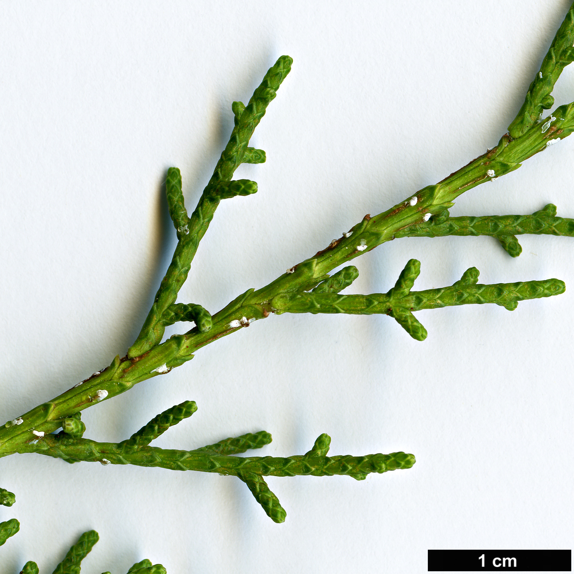 High resolution image: Family: Cupressaceae - Genus: Juniperus - Taxon: phoenicea