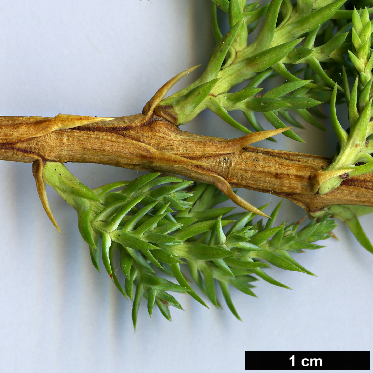 High resolution image: Family: Cupressaceae - Genus: Juniperus - Taxon: procumbens - SpeciesSub: 'Nana'