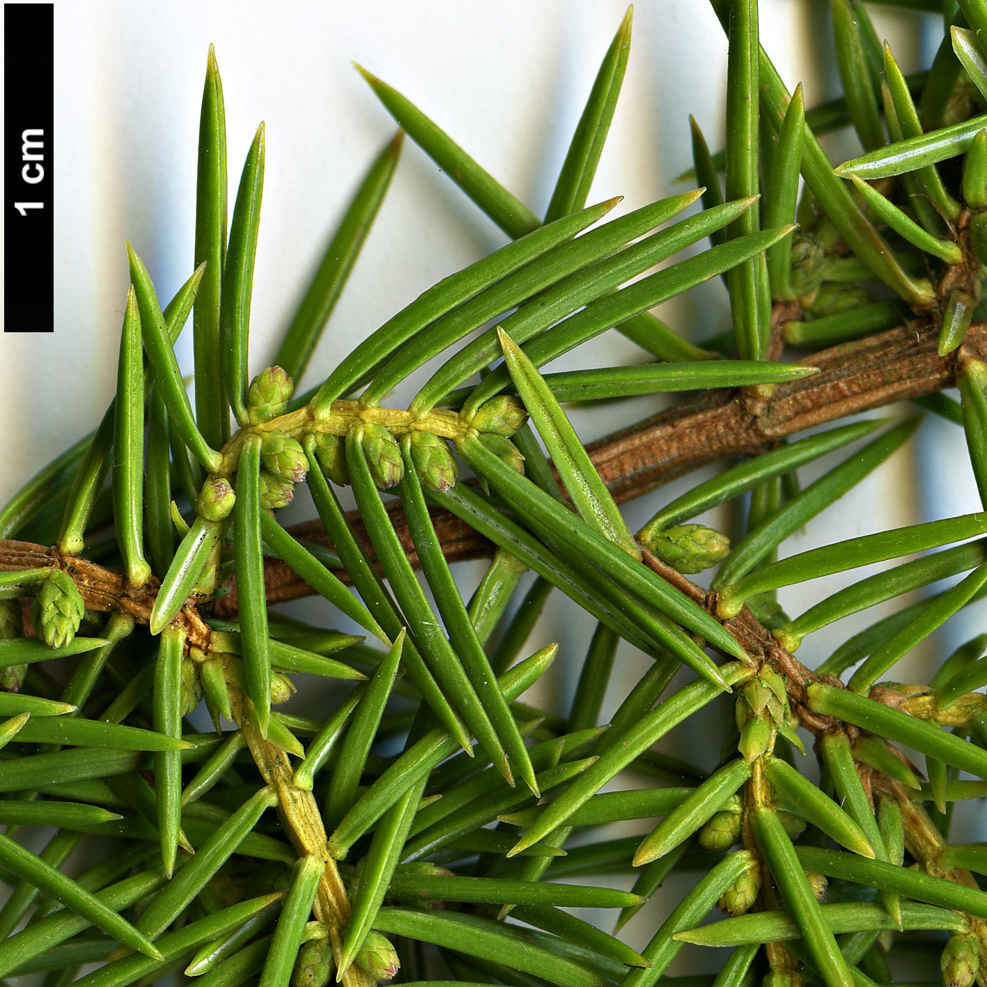 High resolution image: Family: Cupressaceae - Genus: Juniperus - Taxon: rigida