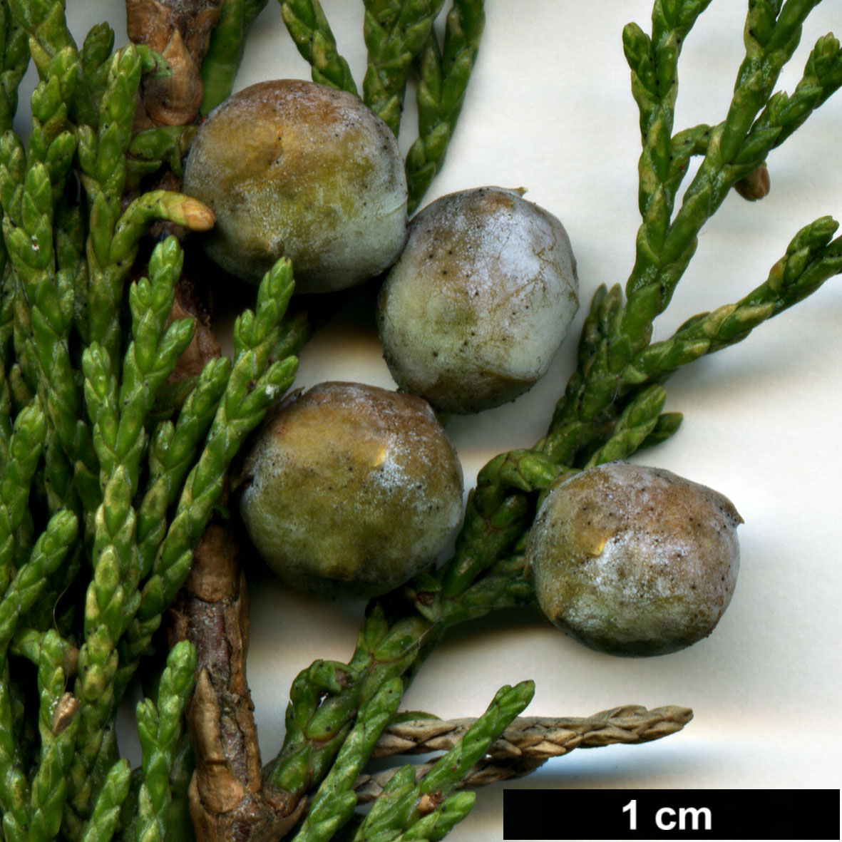 High resolution image: Family: Cupressaceae - Genus: Juniperus - Taxon: sabina