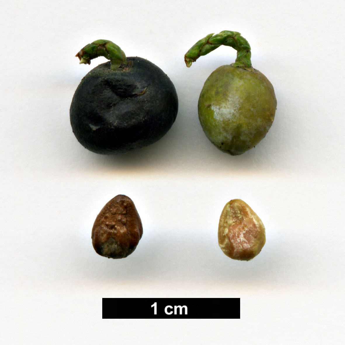 High resolution image: Family: Cupressaceae - Genus: Juniperus - Taxon: sabina
