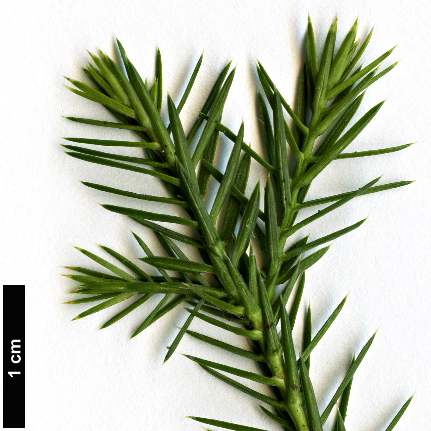 High resolution image: Family: Cupressaceae - Genus: Juniperus - Taxon: semiglobosa