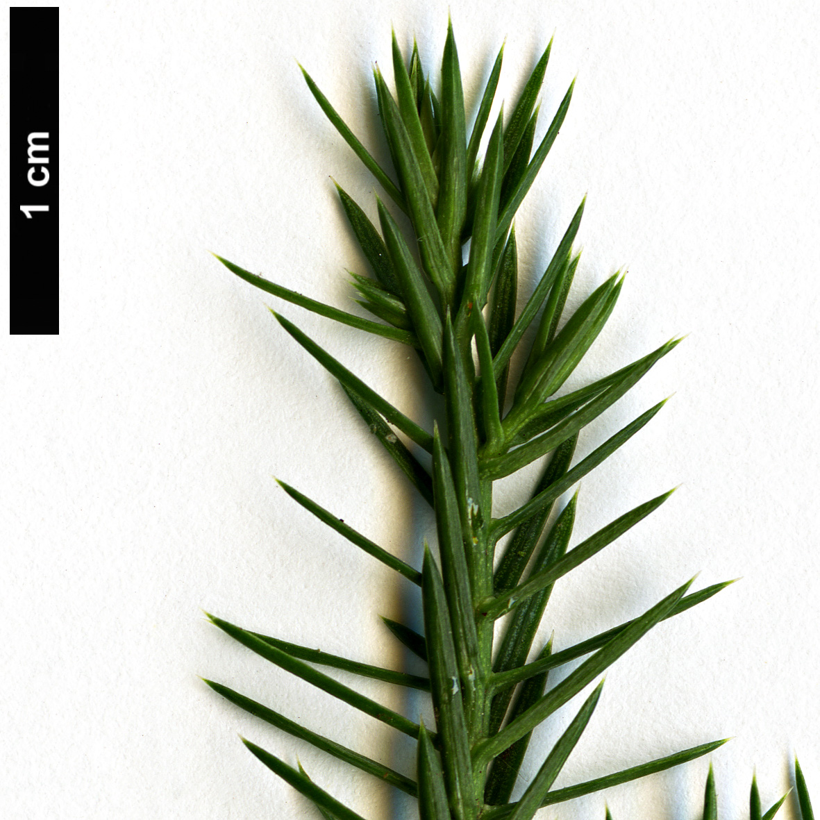 High resolution image: Family: Cupressaceae - Genus: Juniperus - Taxon: semiglobosa