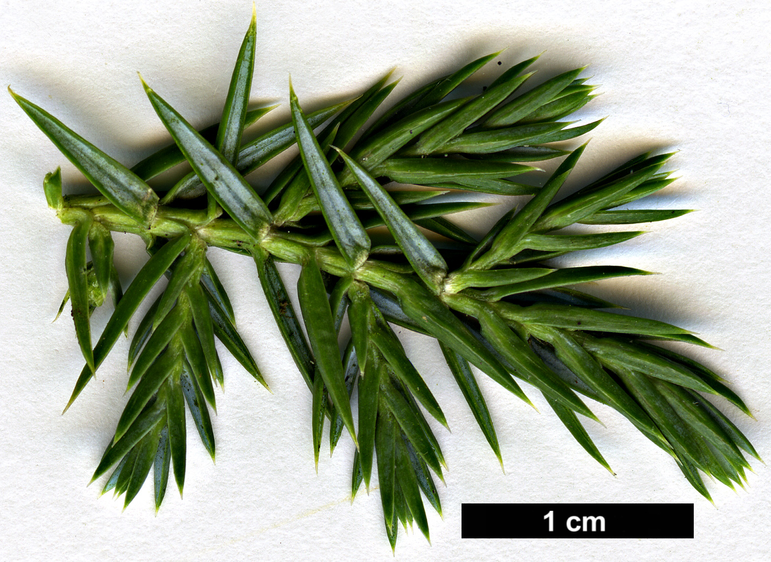 High resolution image: Family: Cupressaceae - Genus: Juniperus - Taxon: squamata - SpeciesSub: 'Hunnetorp'