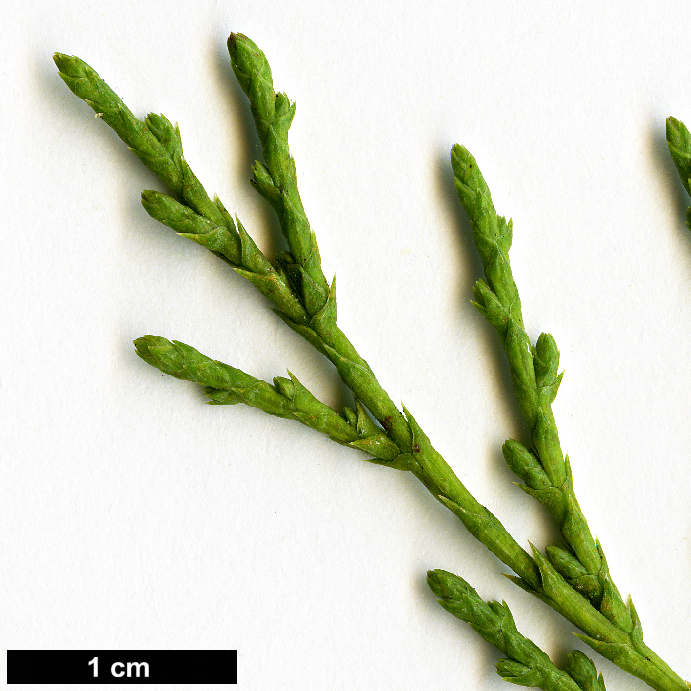 High resolution image: Family: Cupressaceae - Genus: Juniperus - Taxon: thurifera