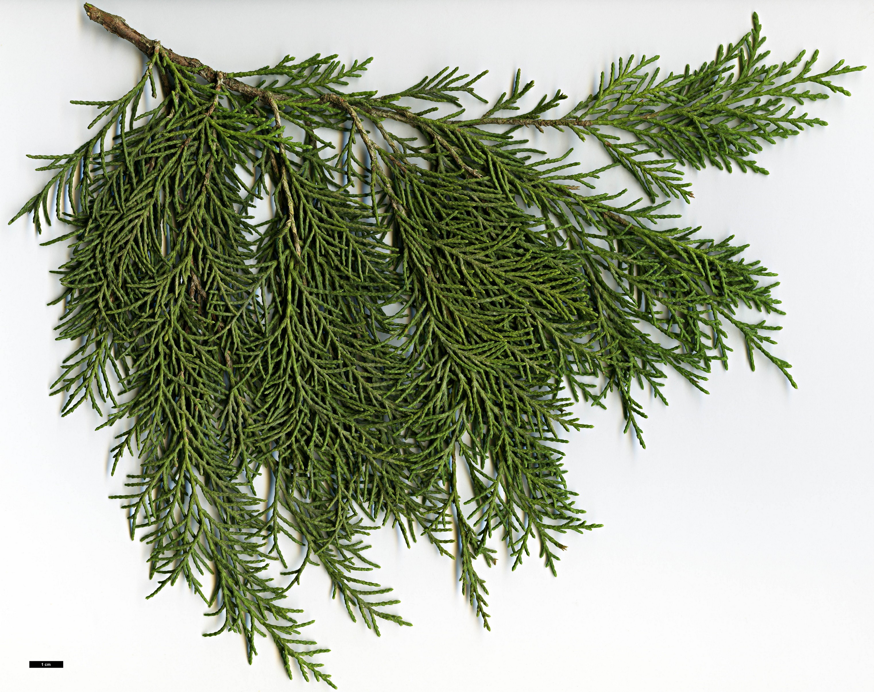 High resolution image: Family: Cupressaceae - Genus: Juniperus - Taxon: thurifera