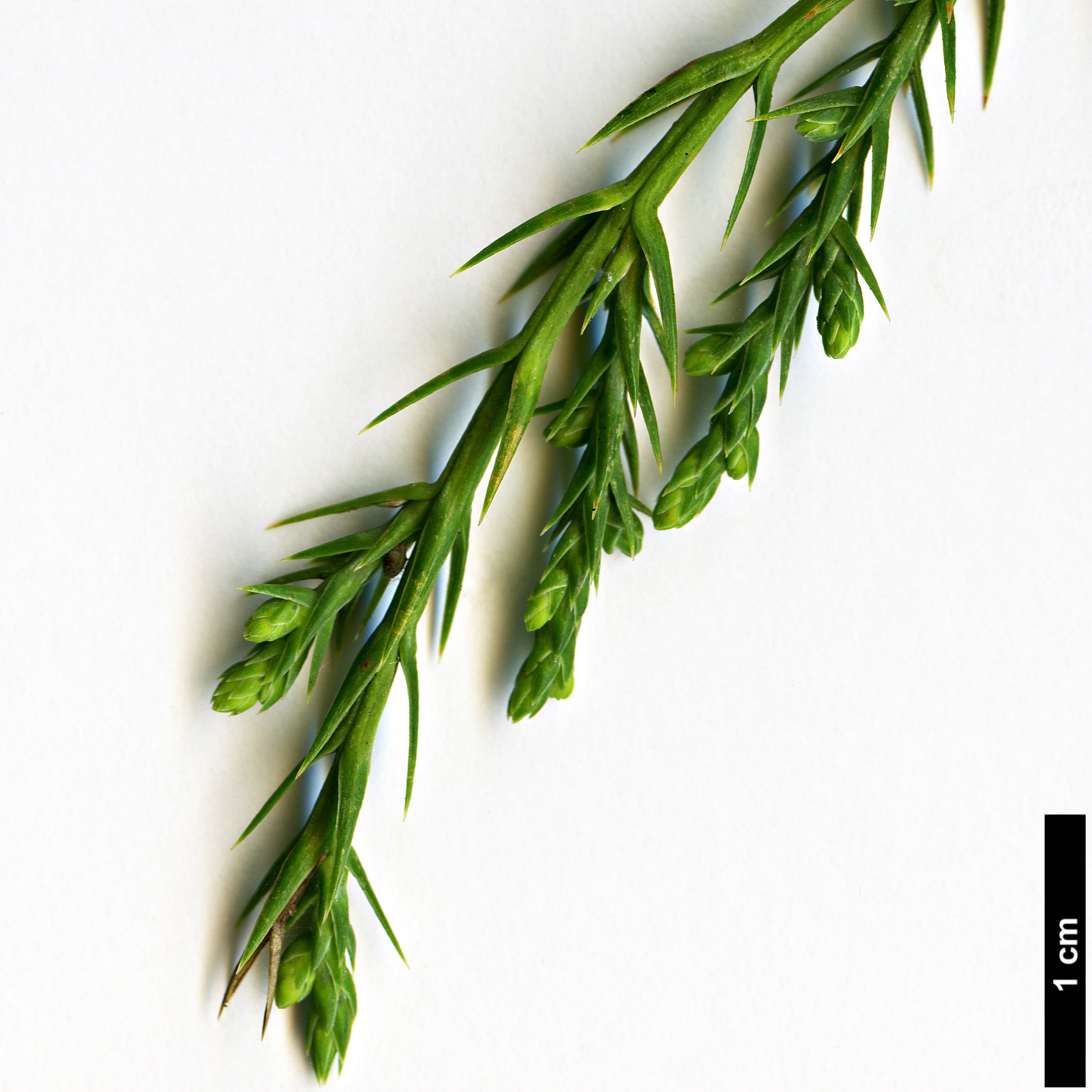 High resolution image: Family: Cupressaceae - Genus: Juniperus - Taxon: tibetica