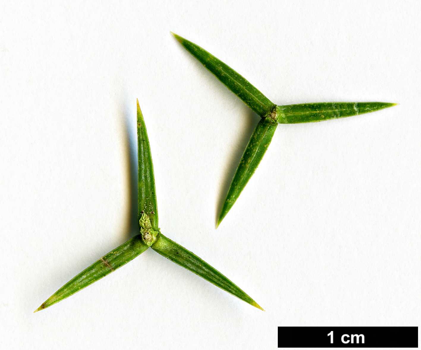 High resolution image: Family: Cupressaceae - Genus: Juniperus - Taxon: tibetica
