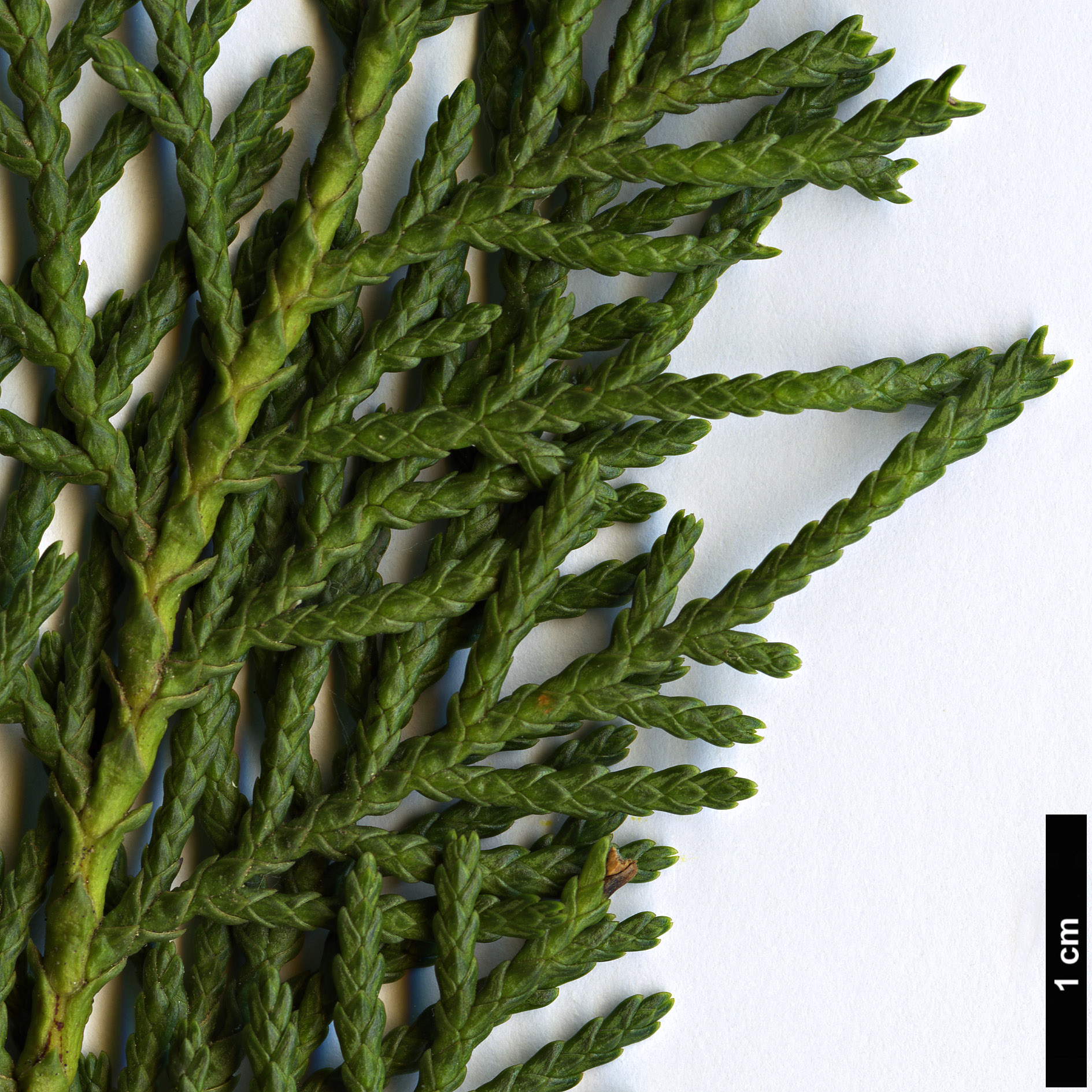 High resolution image: Family: Cupressaceae - Genus: Libocedrus - Taxon: bidwillii