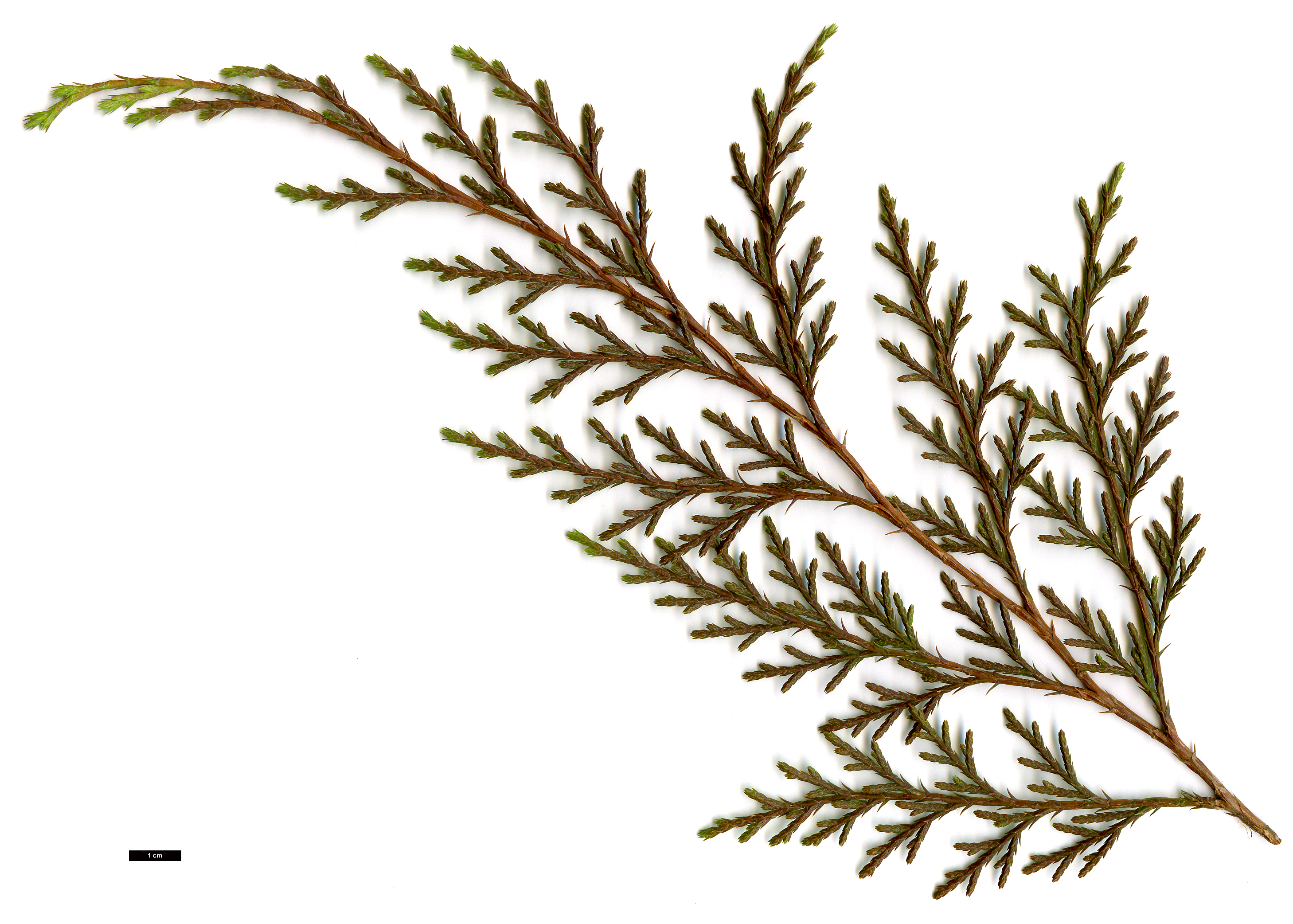 High resolution image: Family: Cupressaceae - Genus: Microbiota - Taxon: decussata