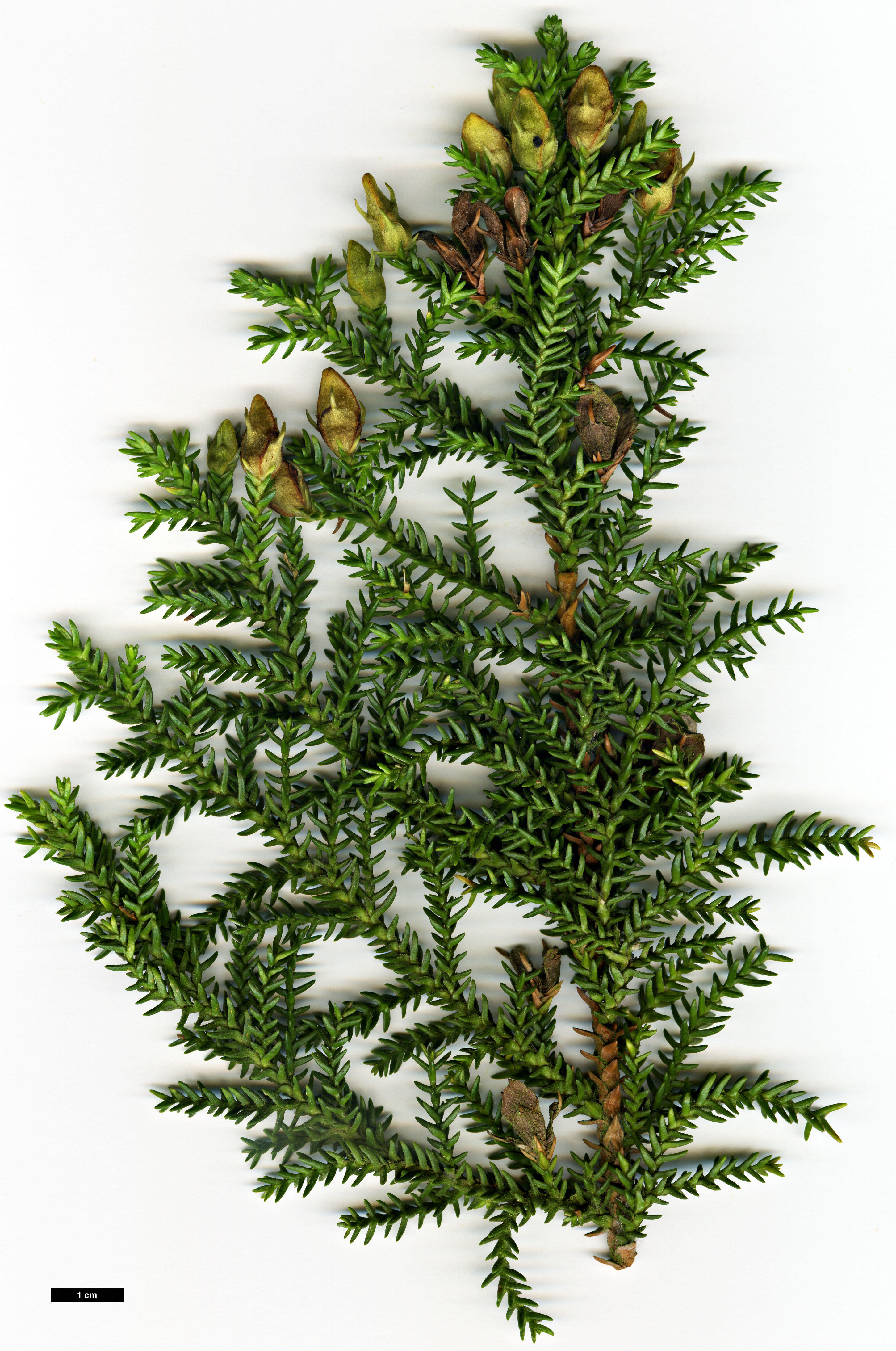 High resolution image: Family: Cupressaceae - Genus: Pilgerodendron - Taxon: uviferum